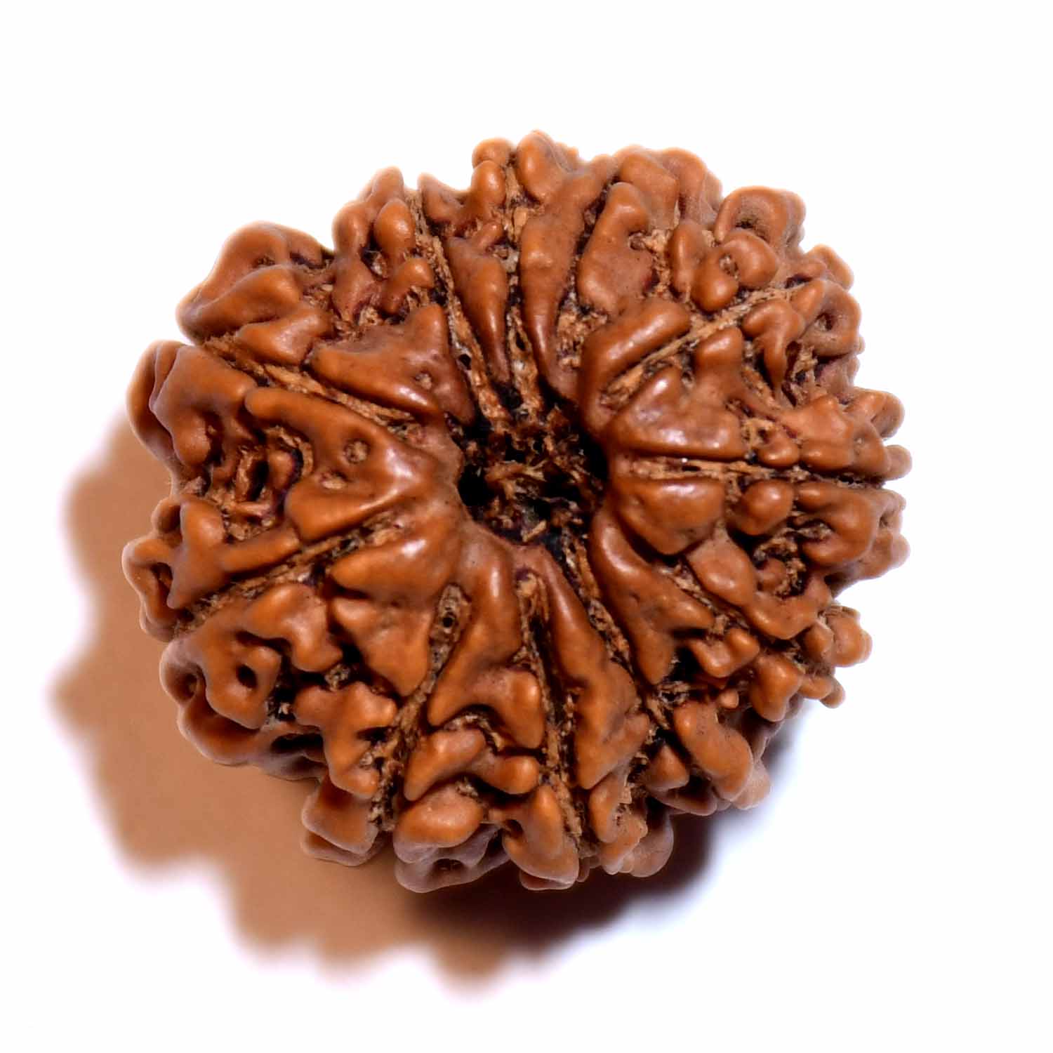 Natural 11 Mukhi/Faced Rudraksha