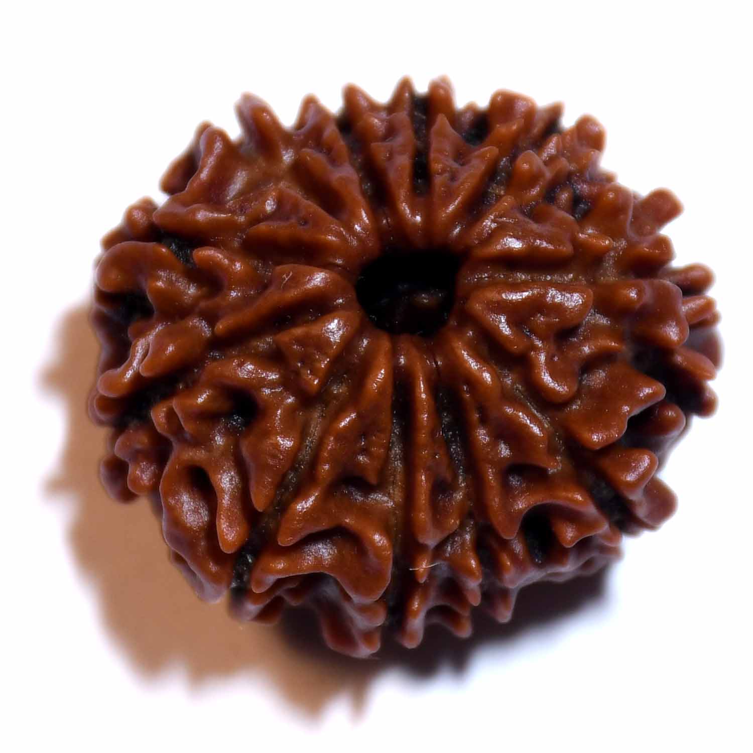 Natural 11 Mukhi/Faced Rudraksha