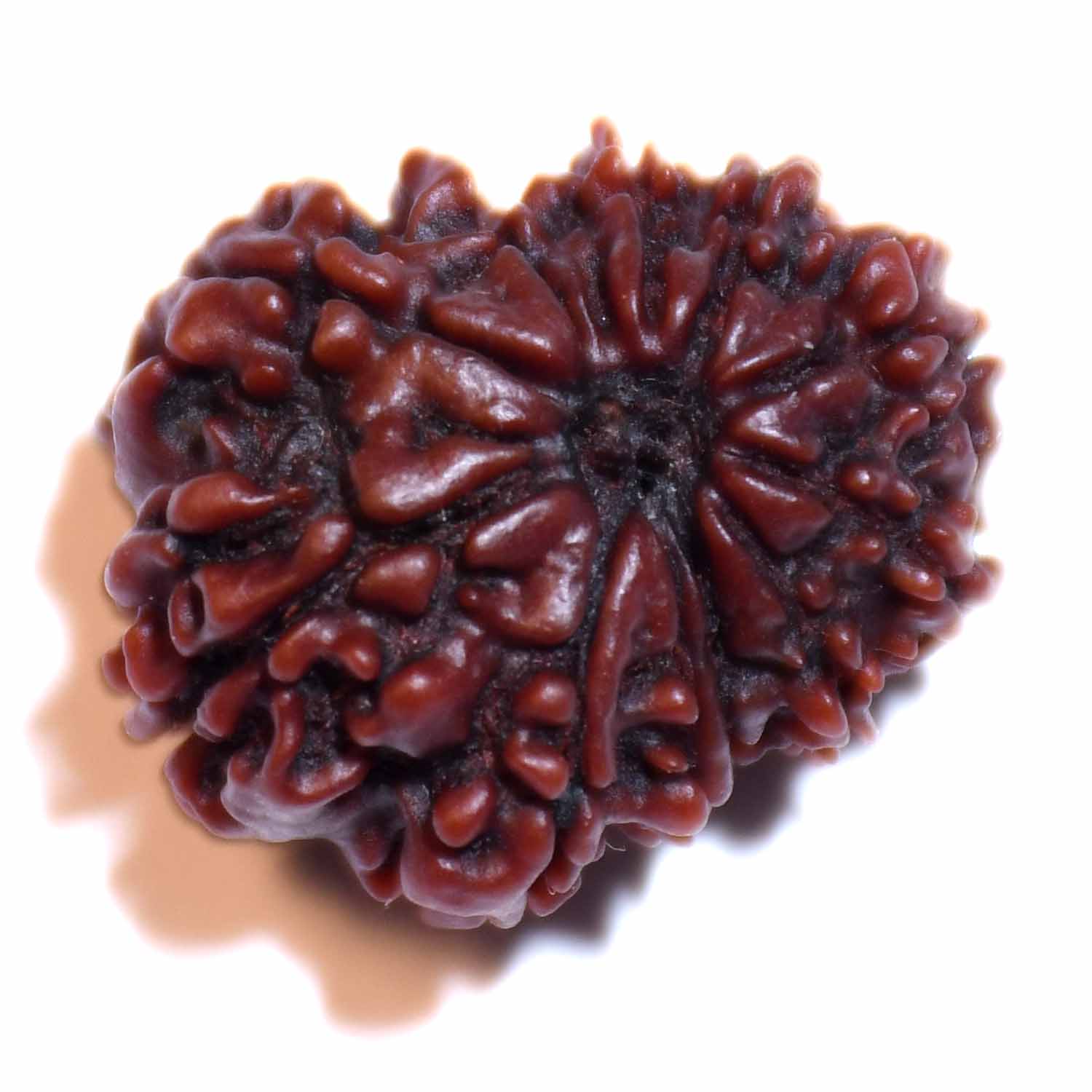 Natural 11 Mukhi/Faced Rudraksha