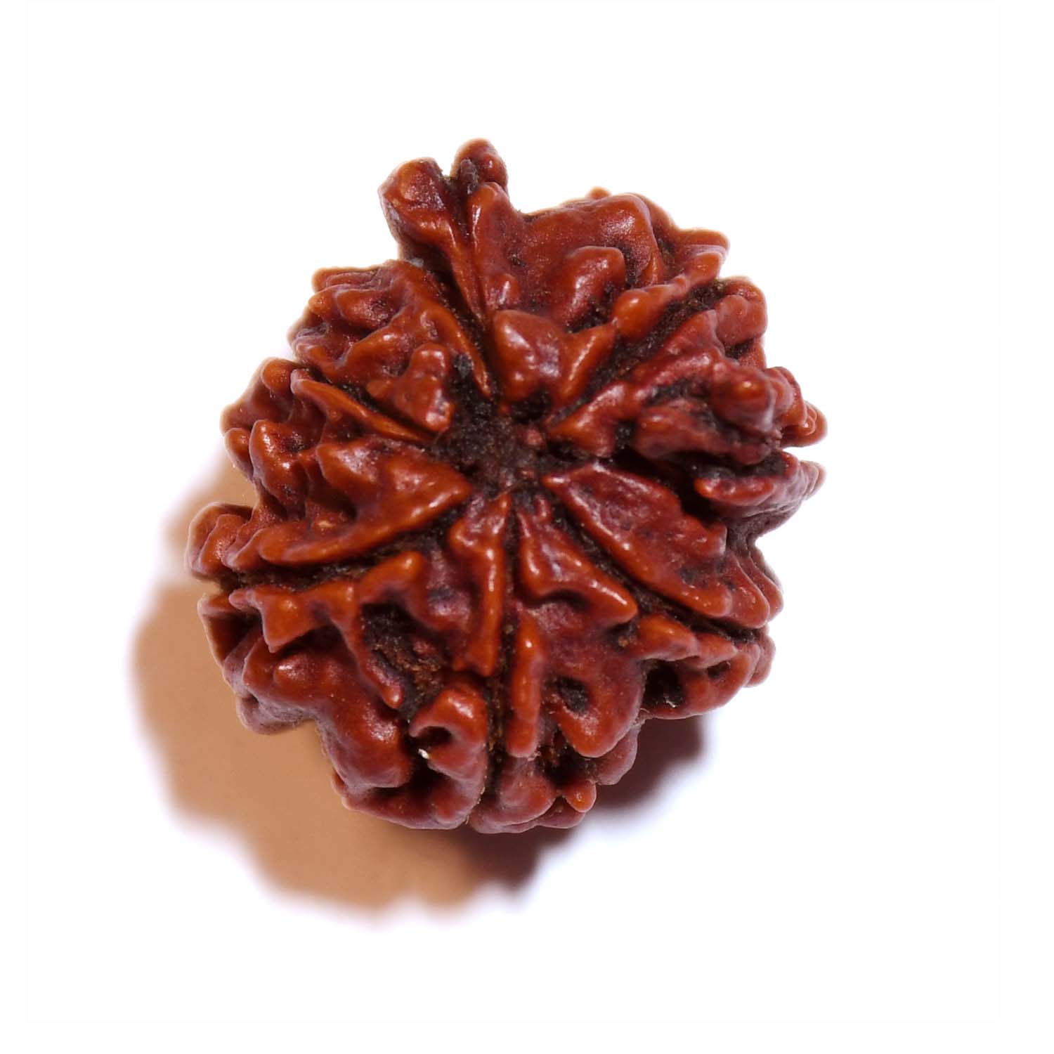 Natural 8 Mukhi/Faced Ganesh Rudraksha