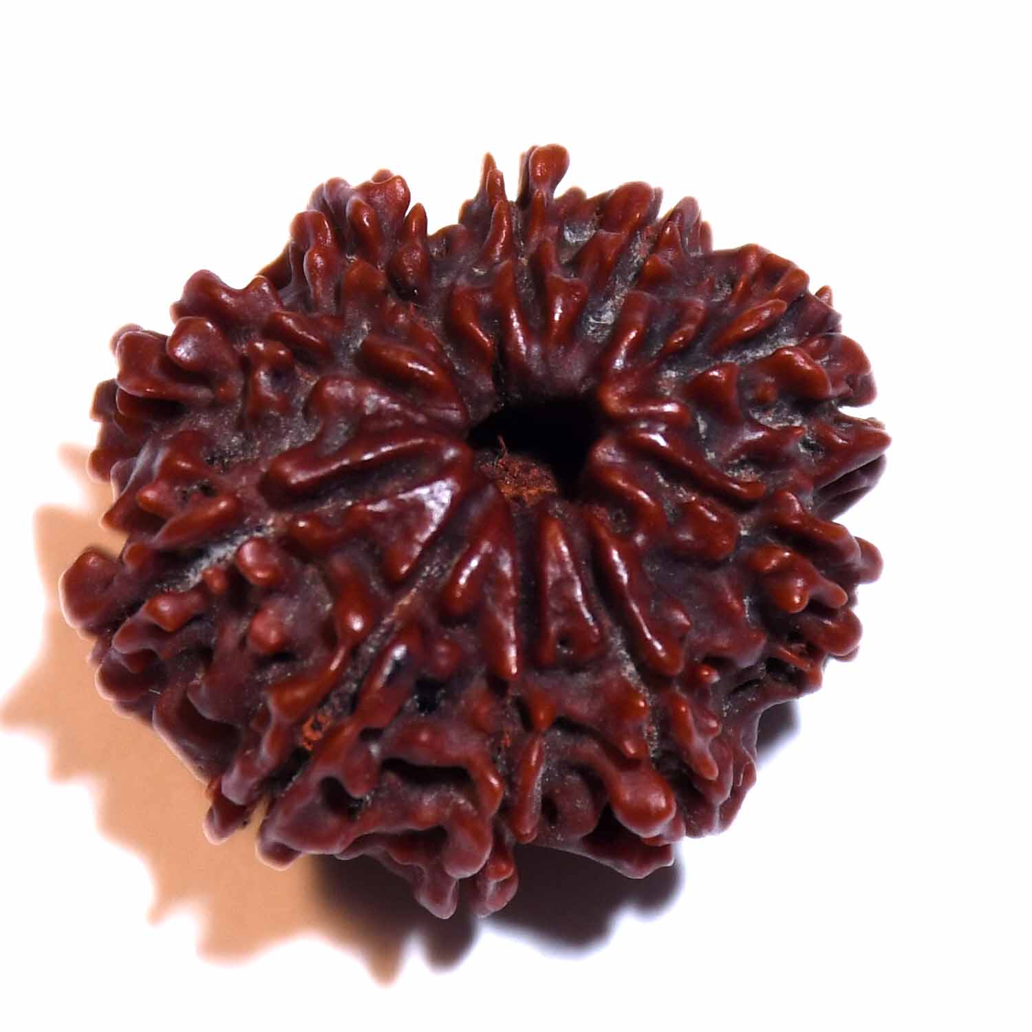 Natural 10 Mukhi/Faced Rudraksha