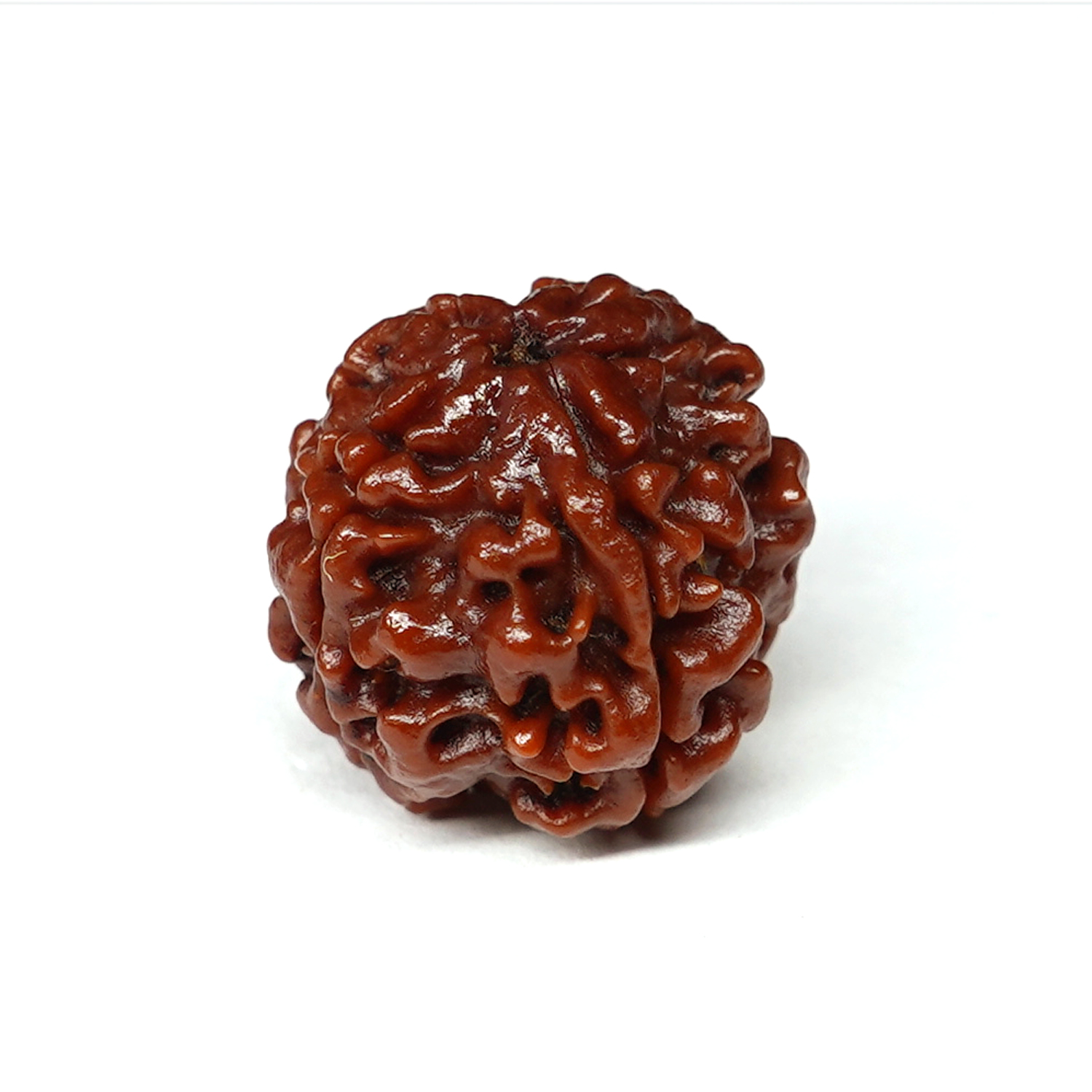 Natural 4 Mukhi/Faced Rudraksha