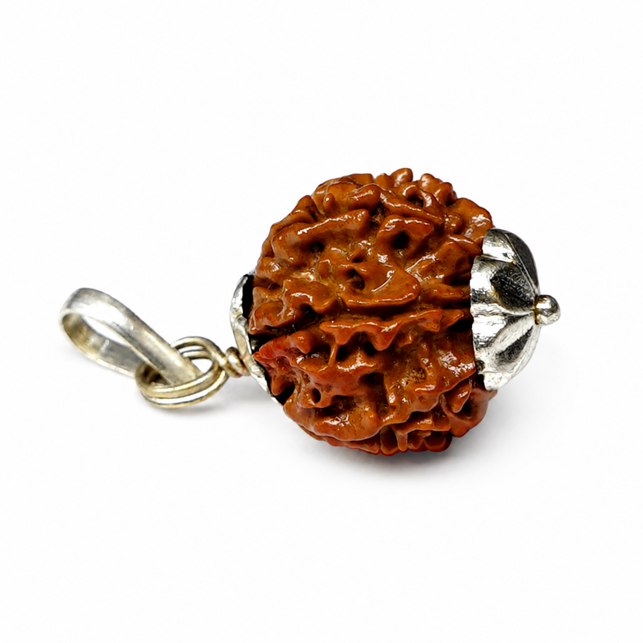 Natural 7 Mukhi/Faced Rudraksha with Silver Capping