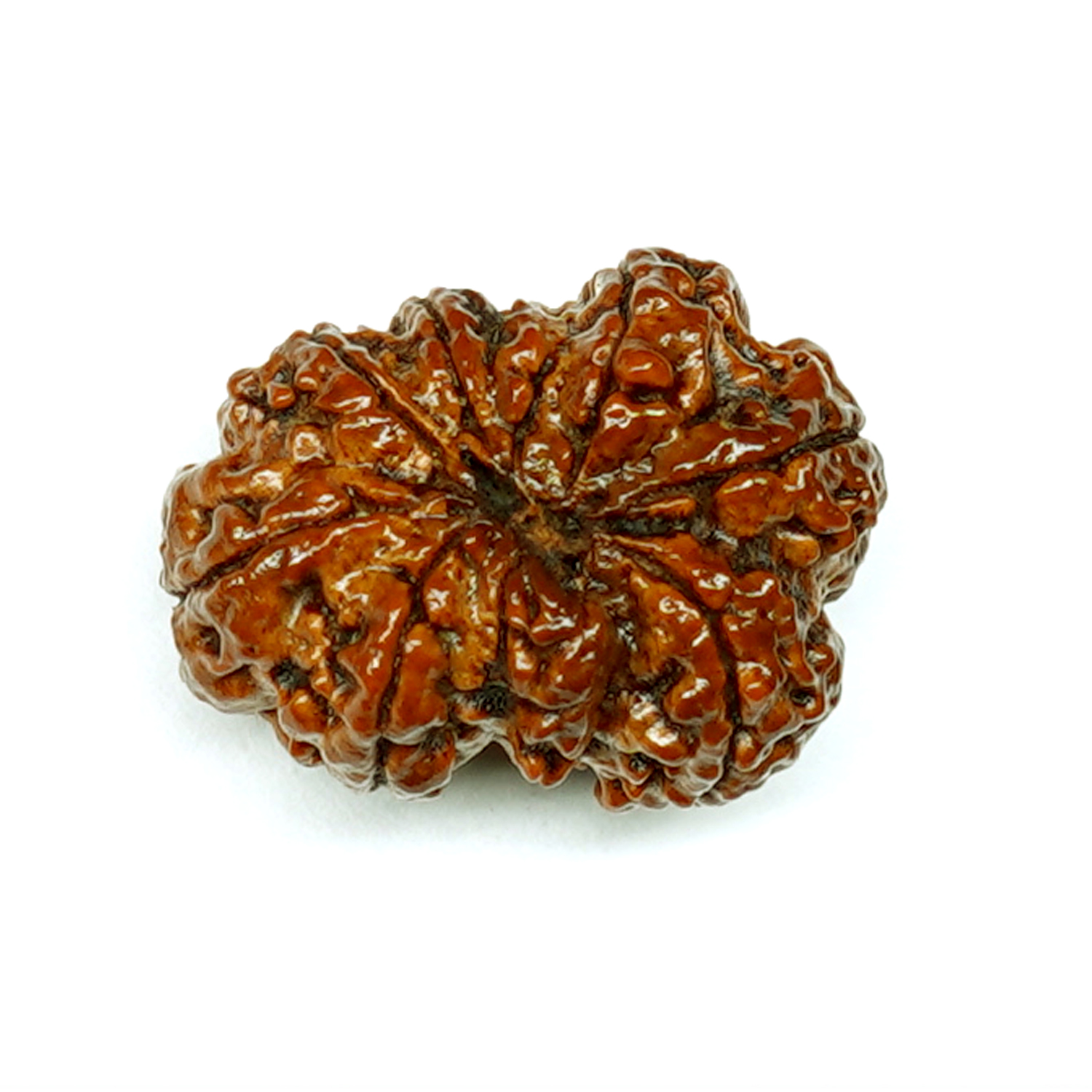 Natural 9 Mukhi/Faced Ganesh Rudraksha