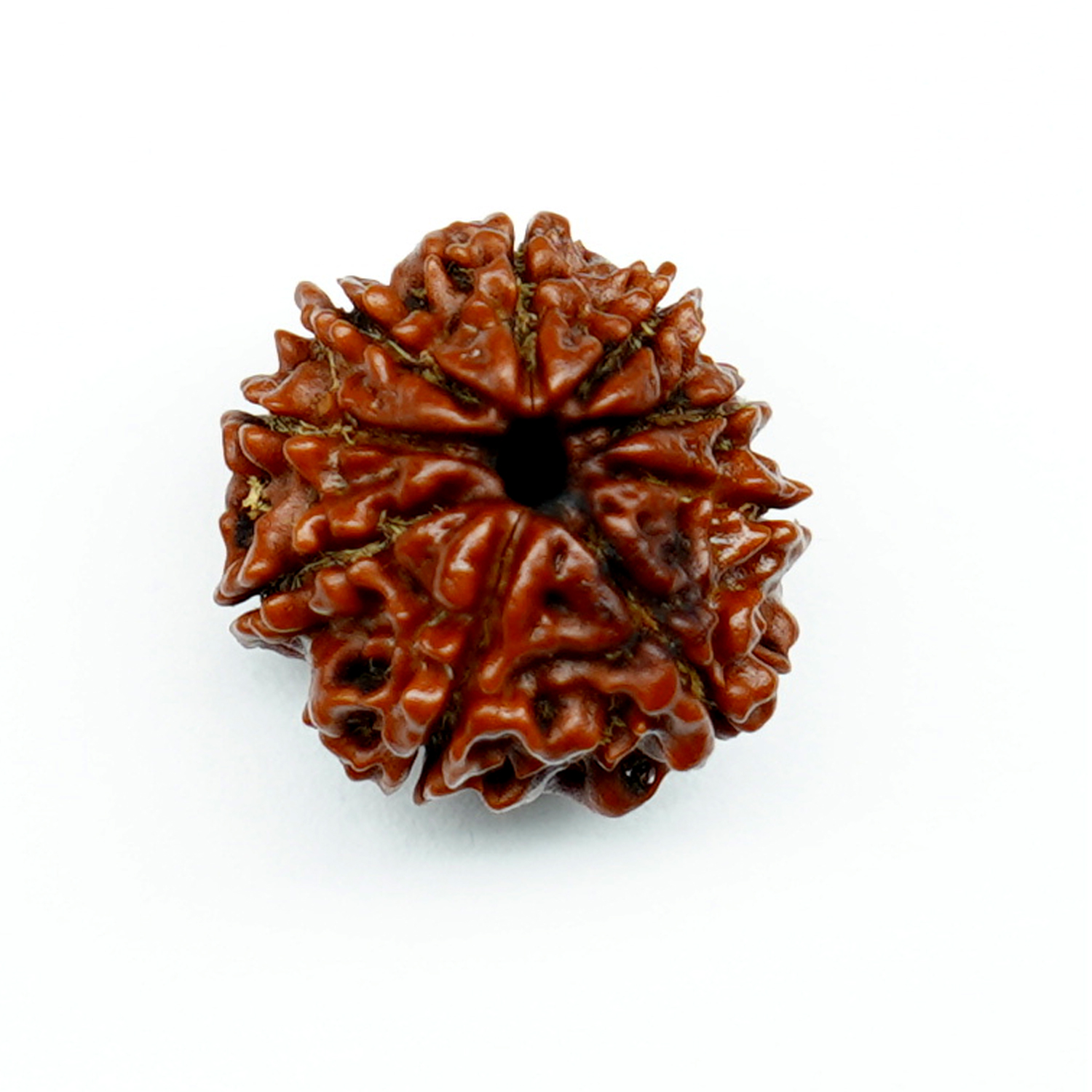 Natural 9 Mukhi/Faced Rudraksha
