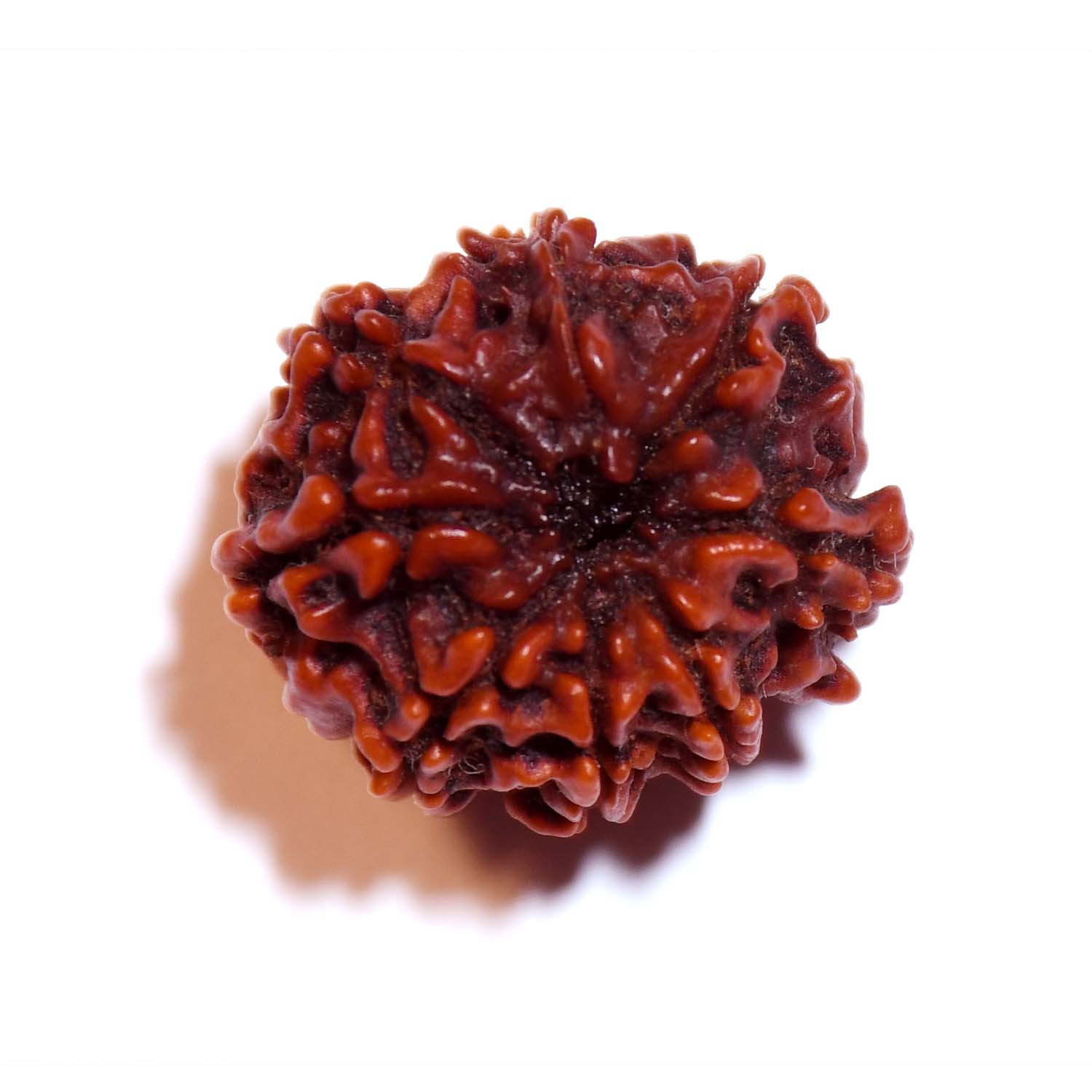 Natural 8 Mukhi/Faced Ganesh Rudraksha