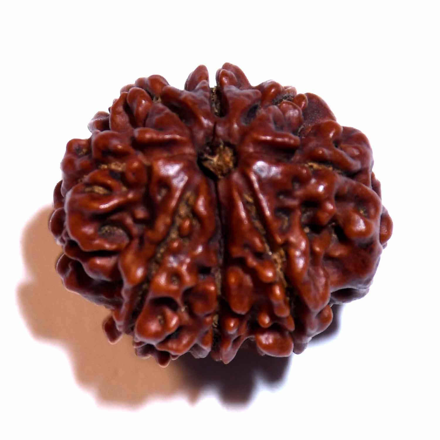 Natural 8 Mukhi/Faced Rudraksha