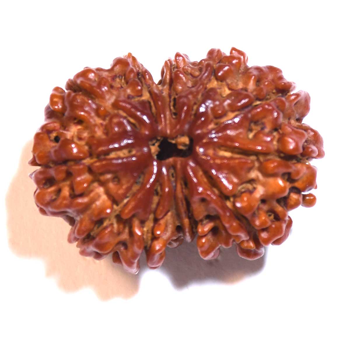 Natural Gauri Shankar Rudraksha