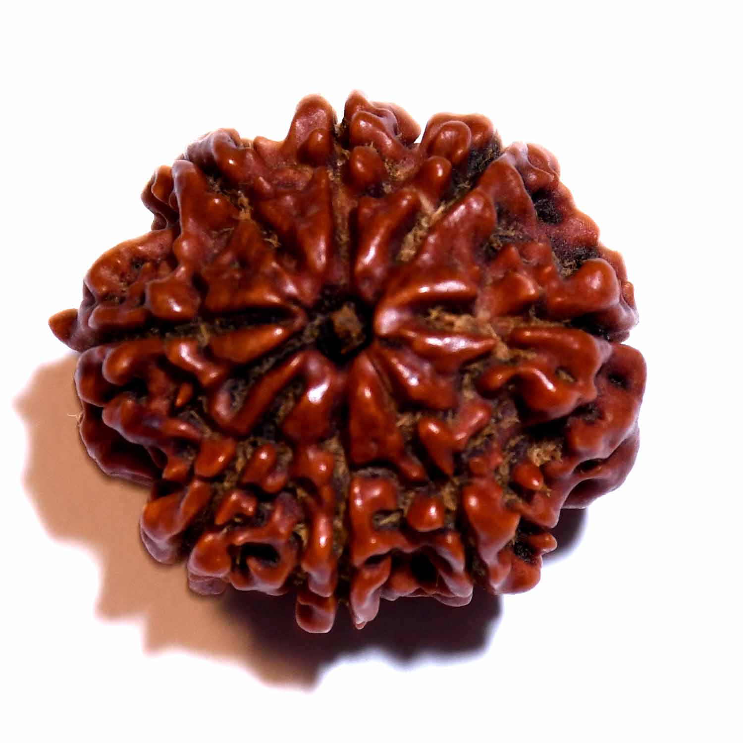 Natural 8 Mukhi/Faced Rudraksha