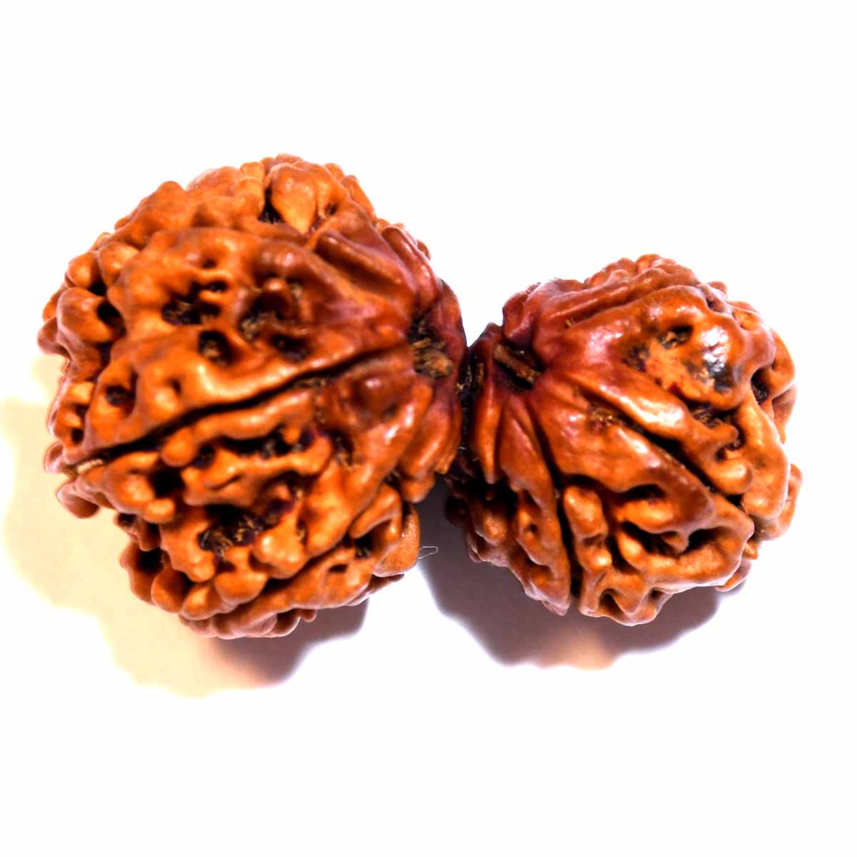 Natural Garbh Gauri Rudraksha