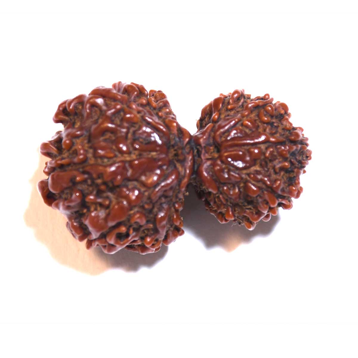 Natural Gauri Shankar Rudraksha