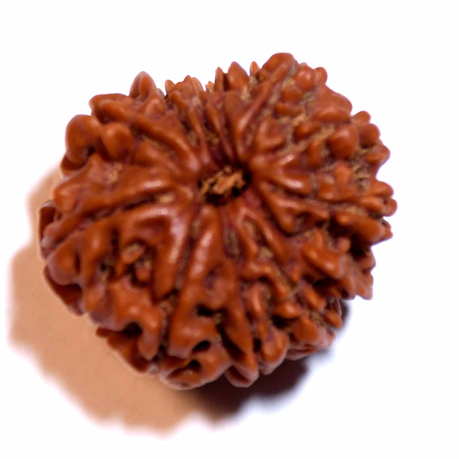 Natural 12 Mukhi/Faced Rudraksha