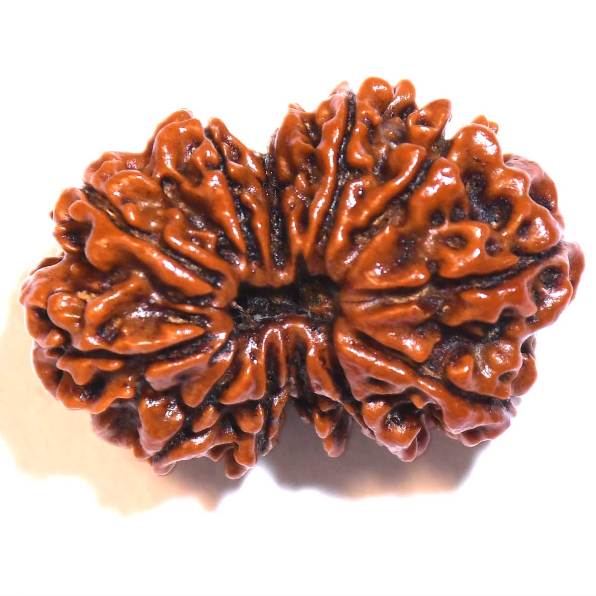 Natural Gauri Shankar Rudraksha