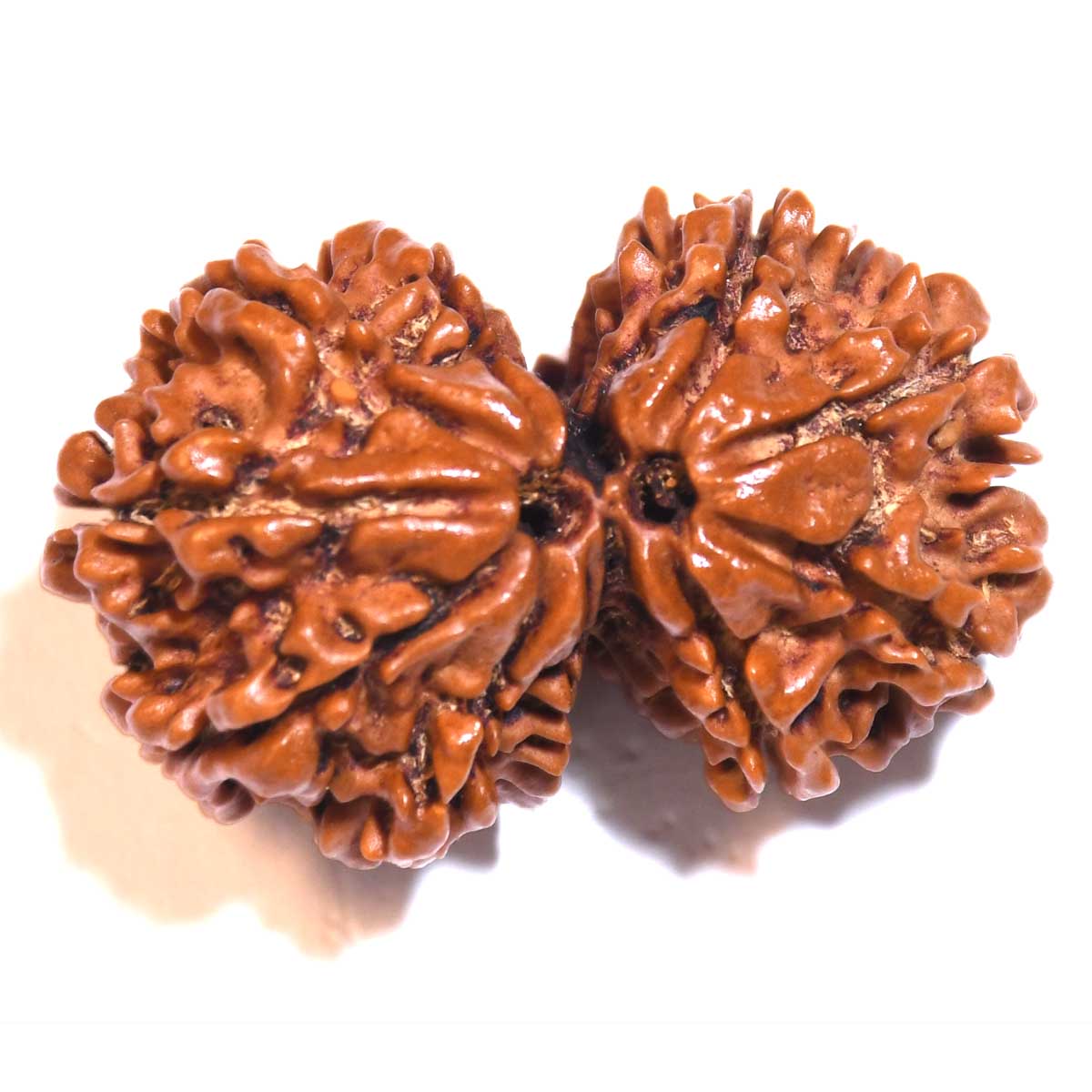 Natural Gauri Shankar Rudraksha