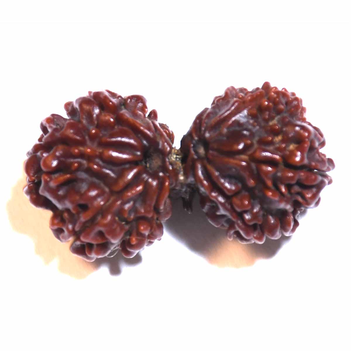 Natural Gauri Shankar Ganesh Rudraksha