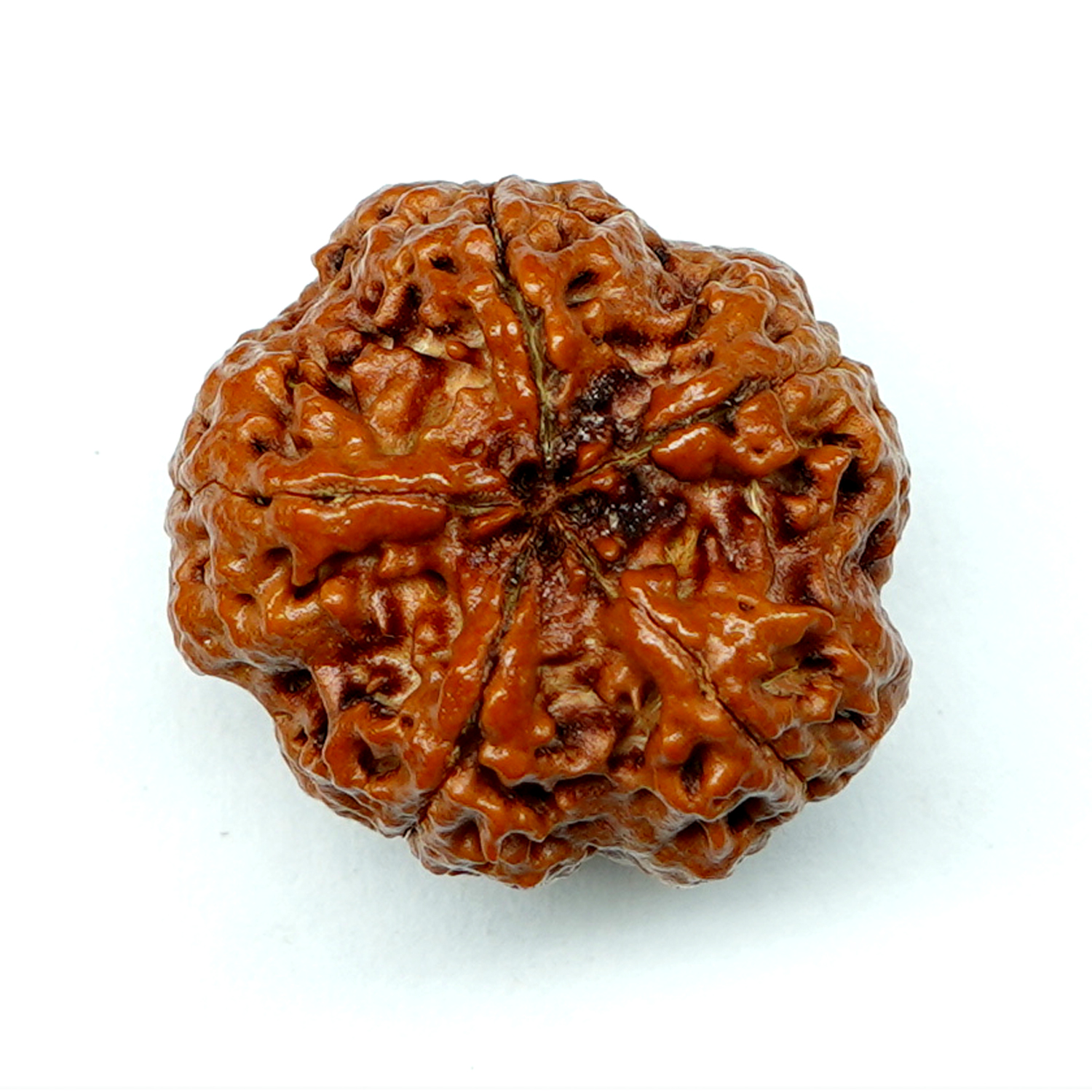 Natural 5 Mukhi/Faced Rudraksha