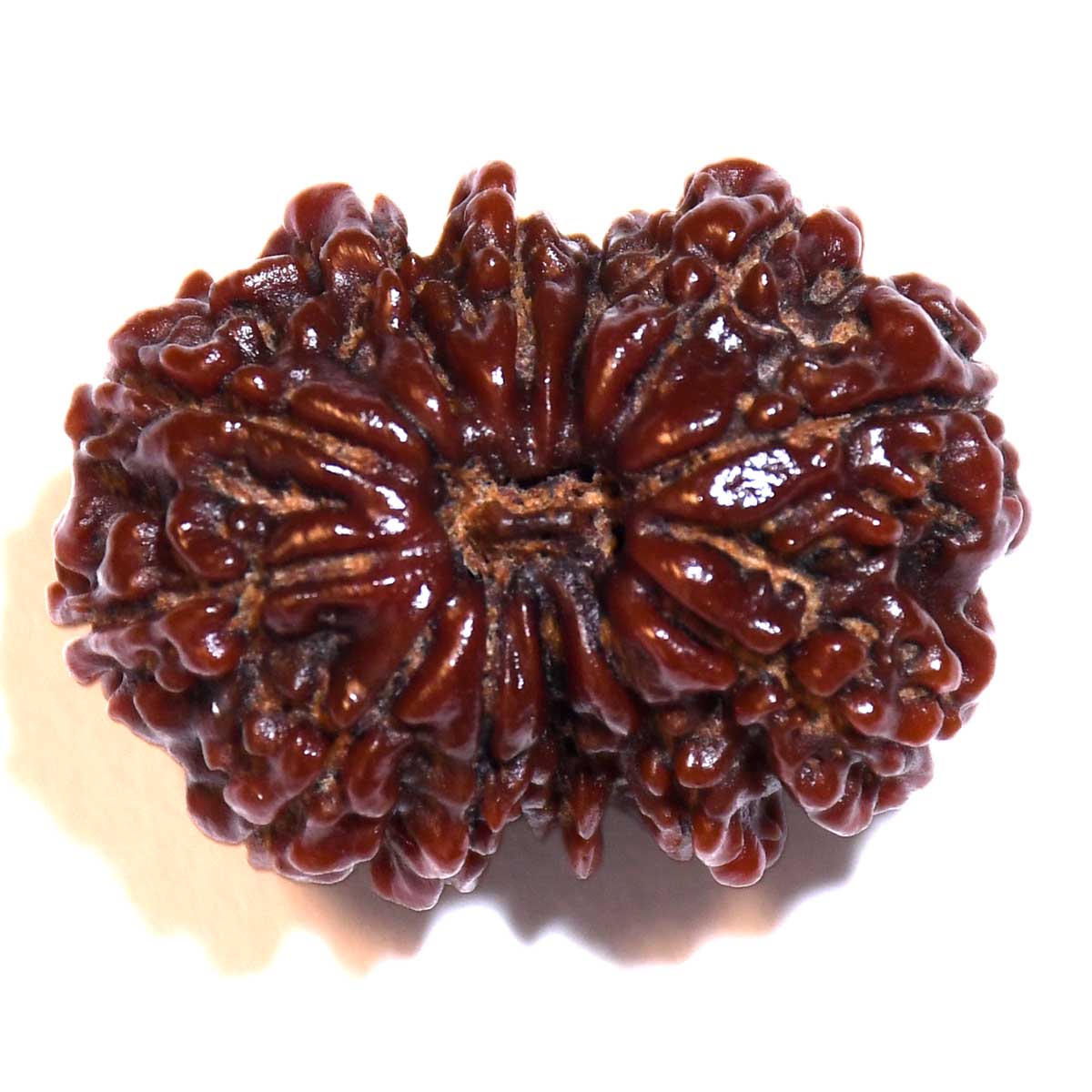 Natural Gauri Shankar Rudraksha
