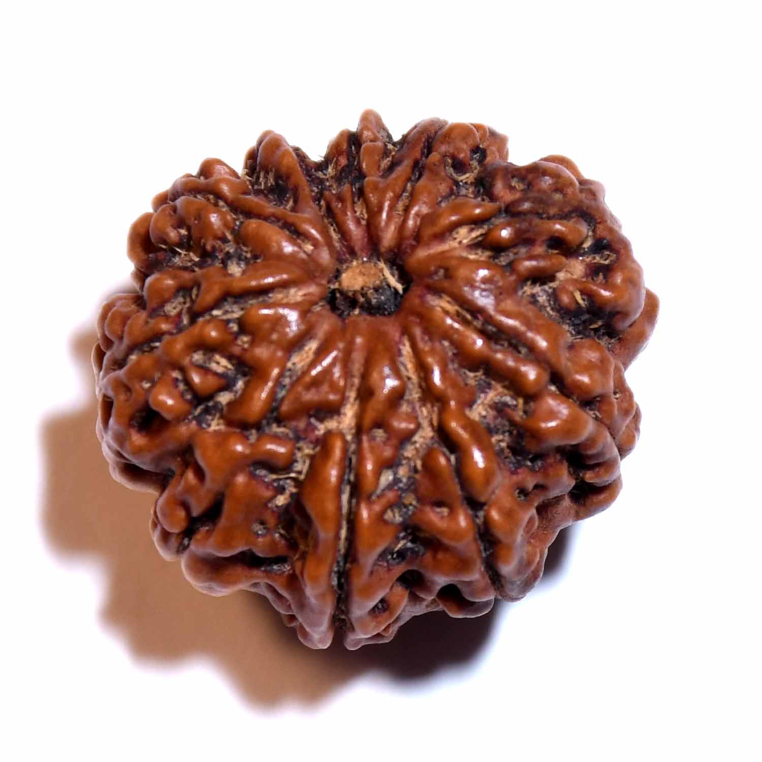 Natural 10 Mukhi/Faced Rudraksha