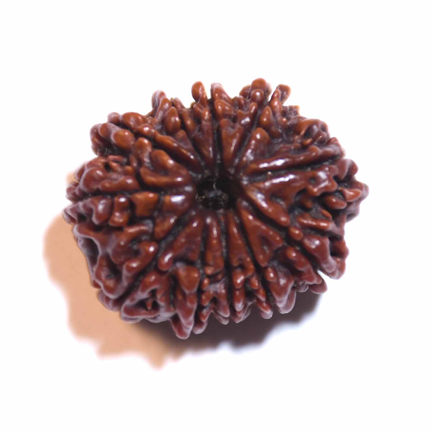 Natural 11 Mukhi/Faced Rudraksha