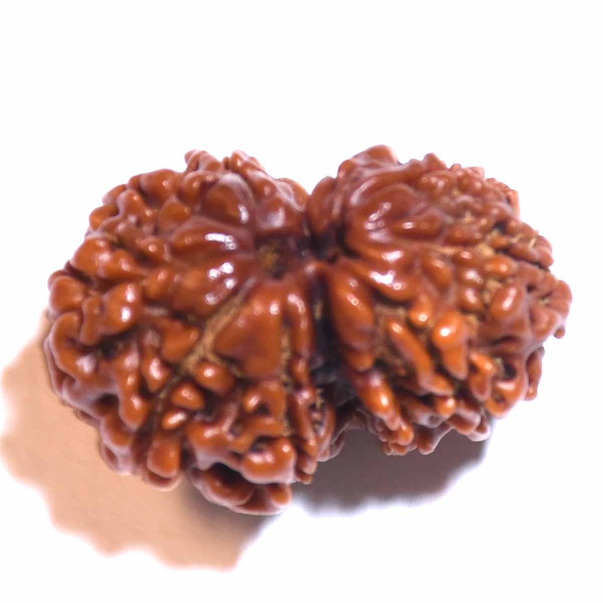 Natural Gauri Shankar Ganesh Rudraksha