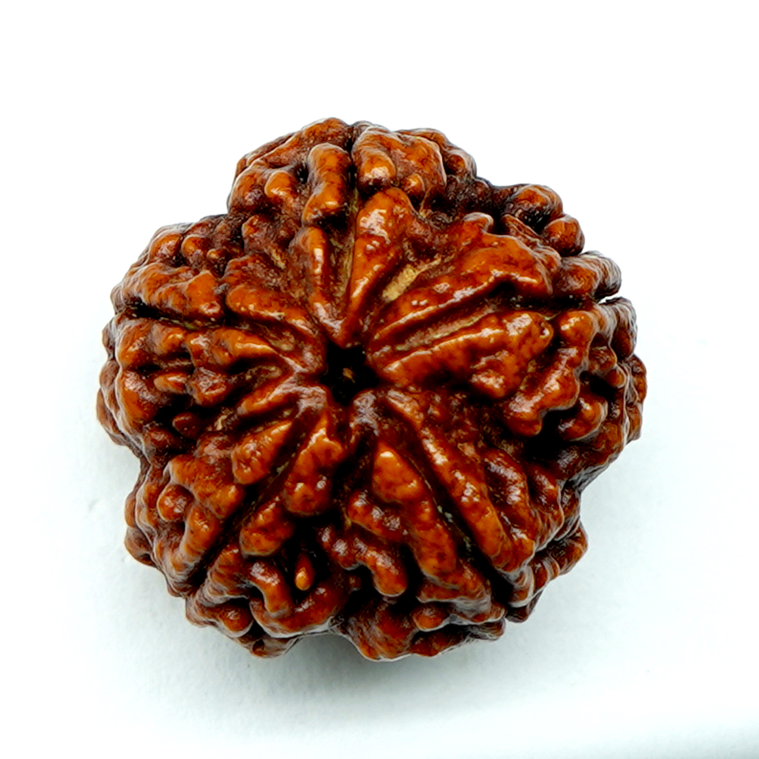 Natural 5 Mukhi/Faced Rudraksha