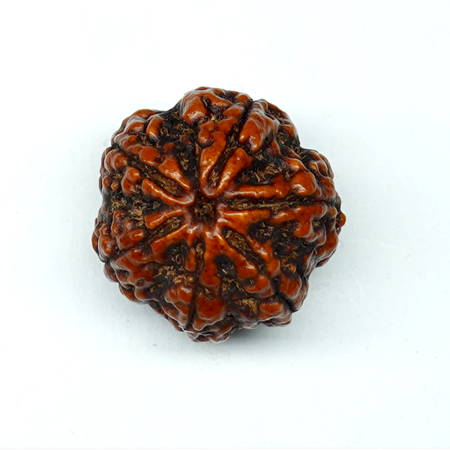 Natural 6 Mukhi/Faced Rudraksha