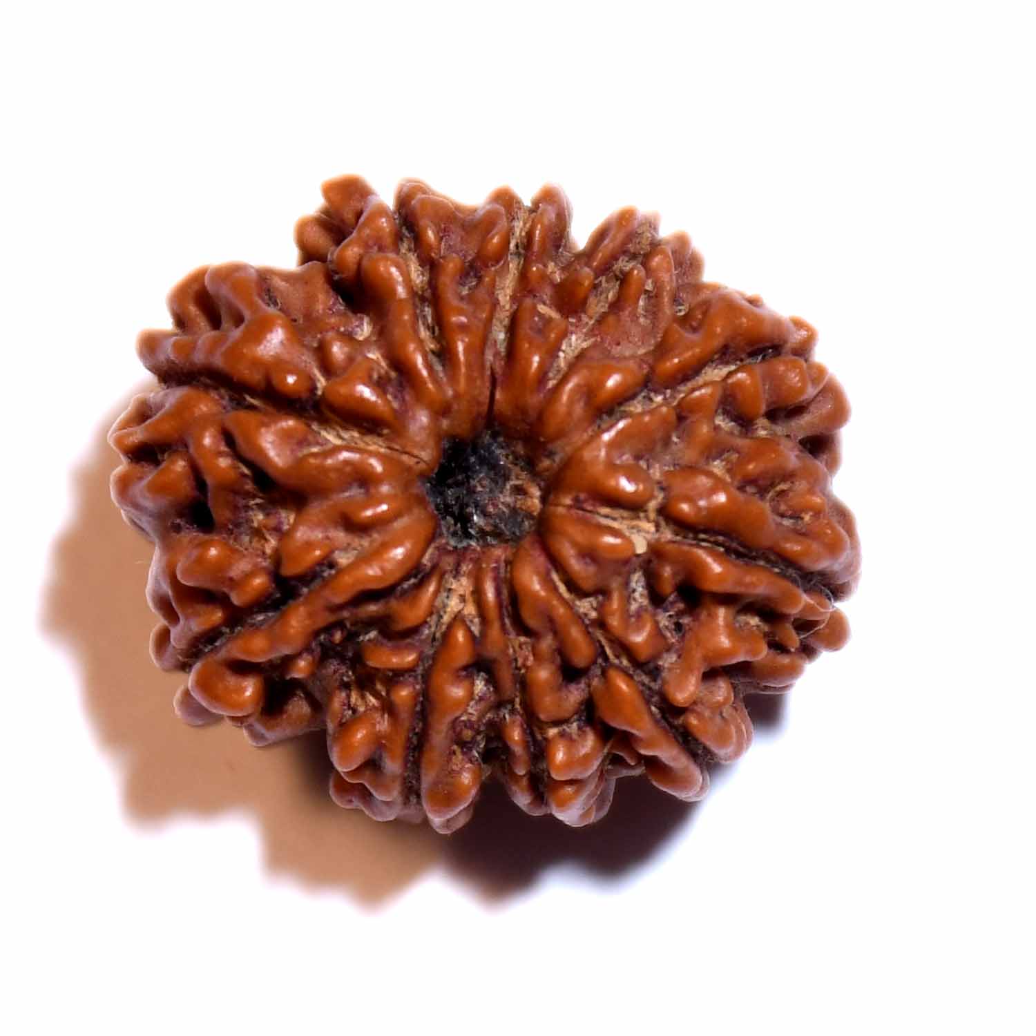 Natural 10 Mukhi/Faced Rudraksha