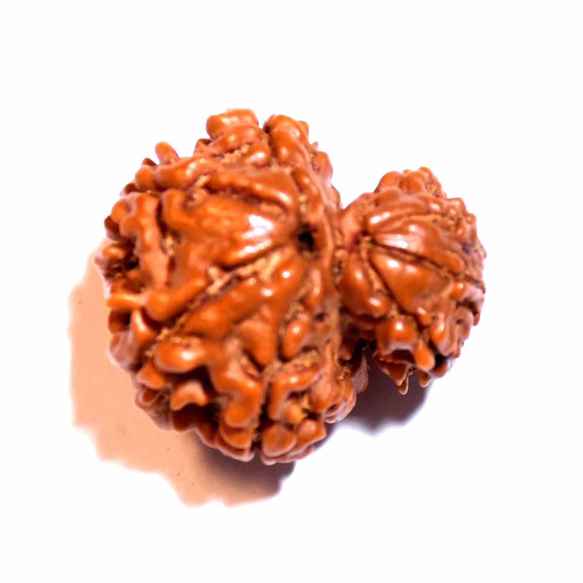 Natural Garbh Gauri Rudraksha