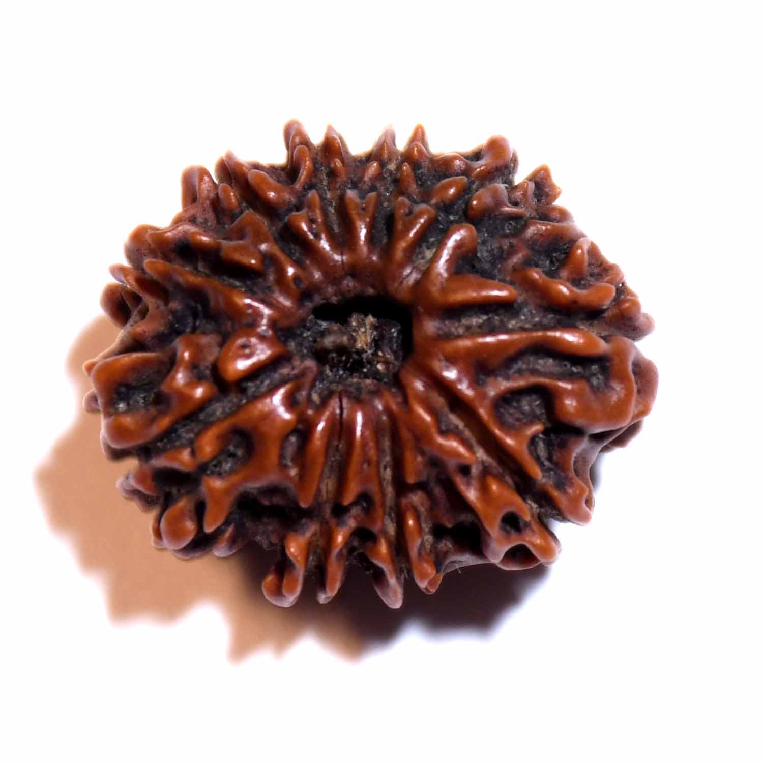 Natural 10 Mukhi/Faced Rudraksha
