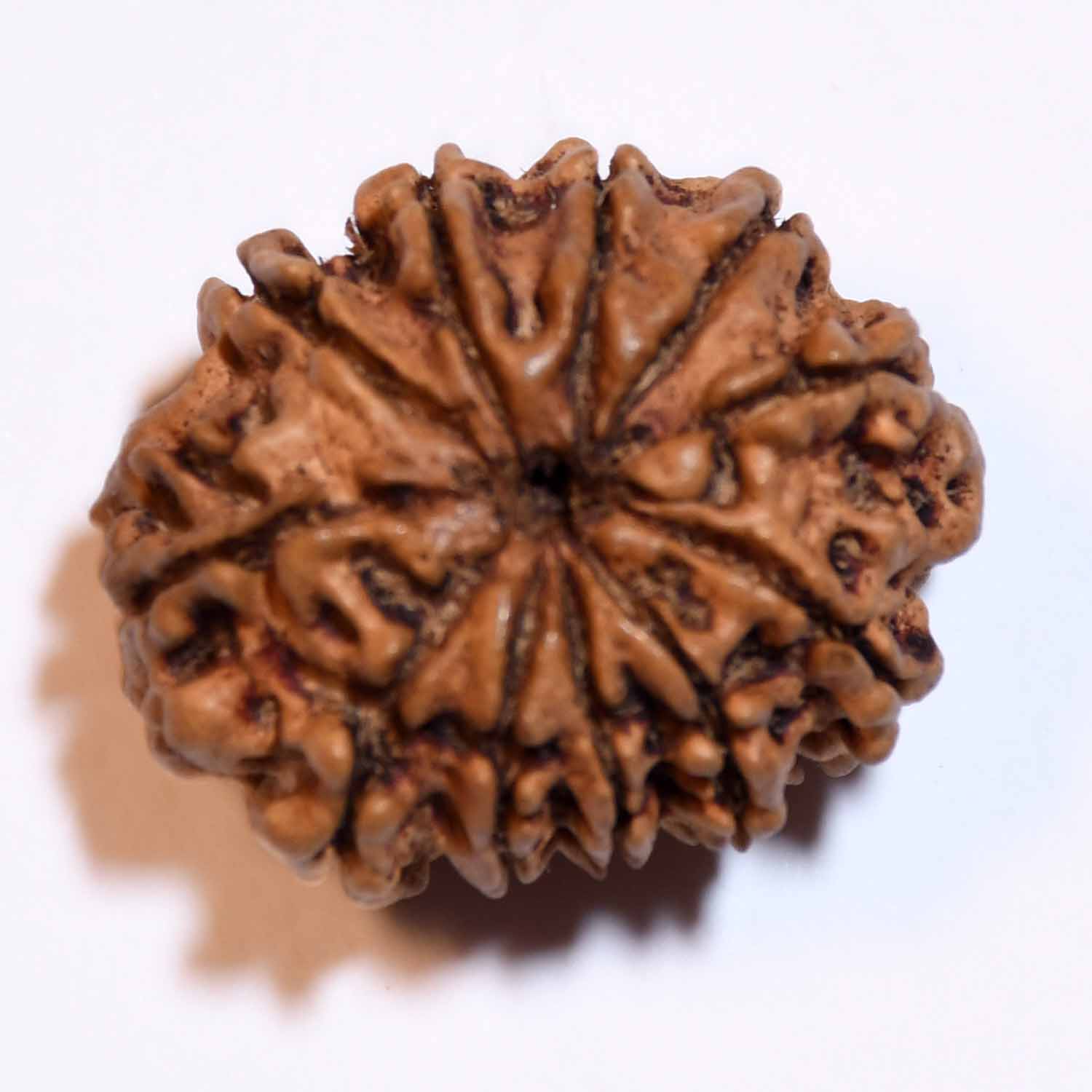 Natural 11 Mukhi/Faced Rudraksha