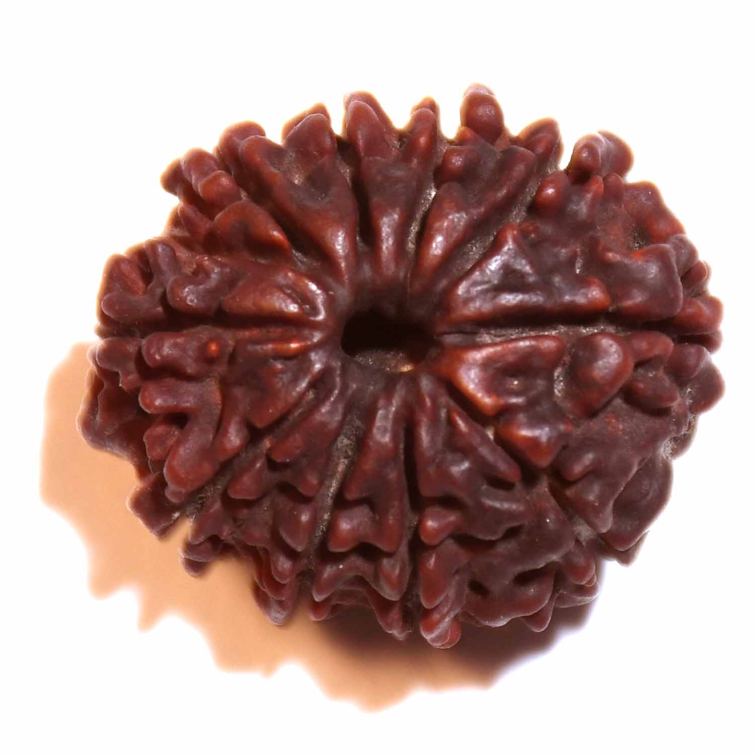 Natural 10 Mukhi/Faced Rudraksha