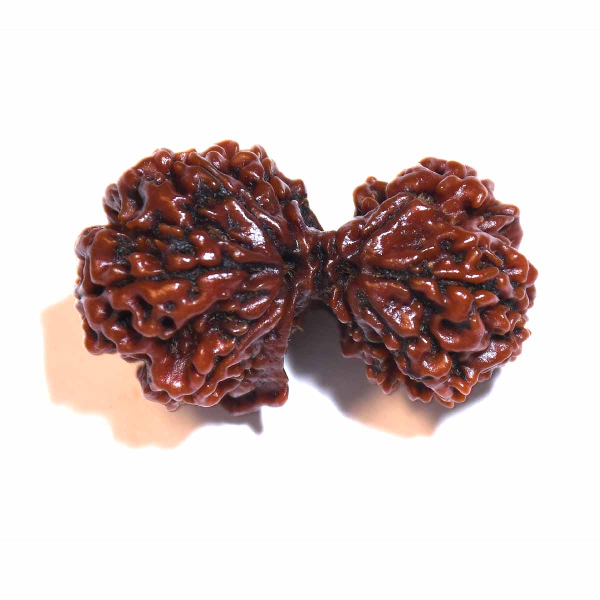 Natural Gauri Shankar Ganesh Rudraksha