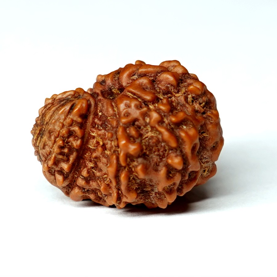 Natural Garbh Gauri Ganesh Rudraksha