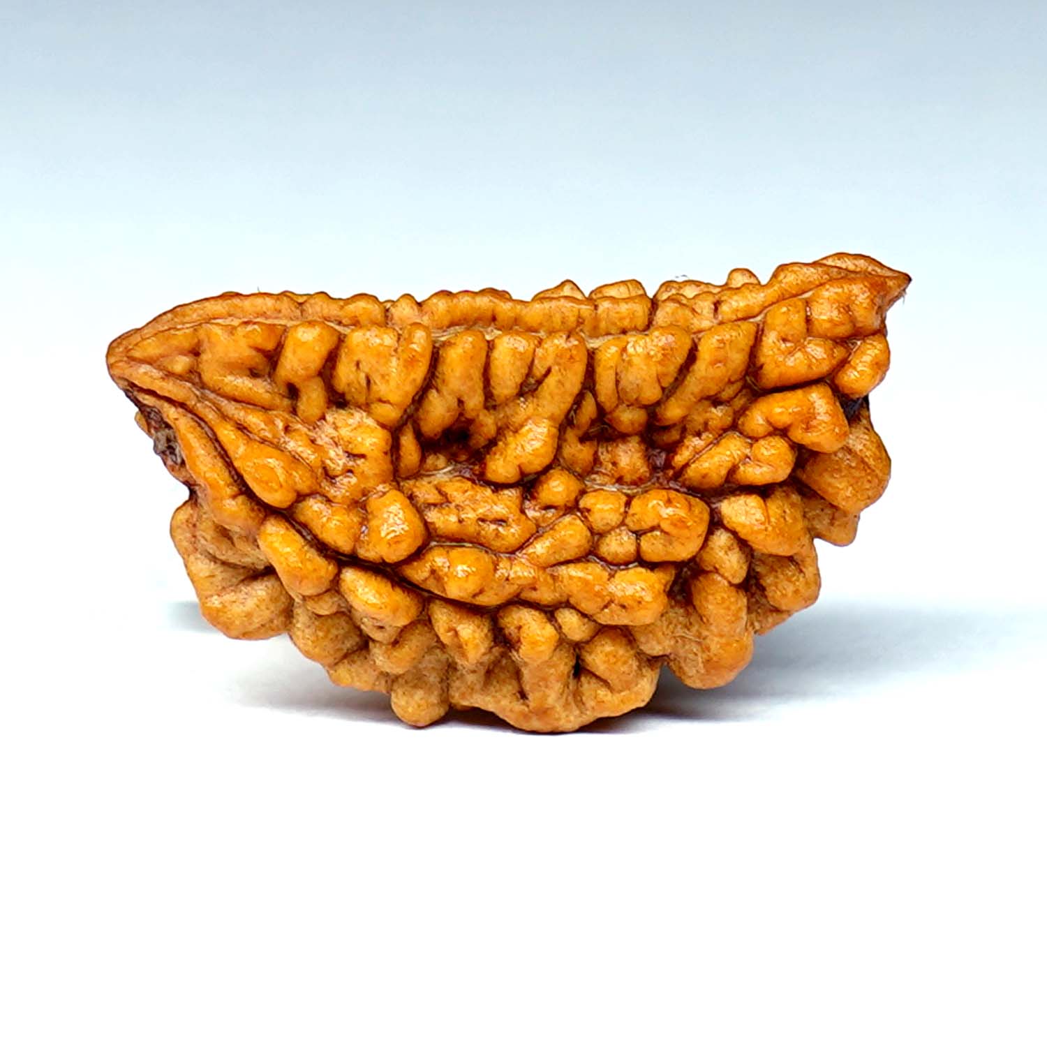 Natural 1 Mukhi/Faced Rudraksha (Kaju)