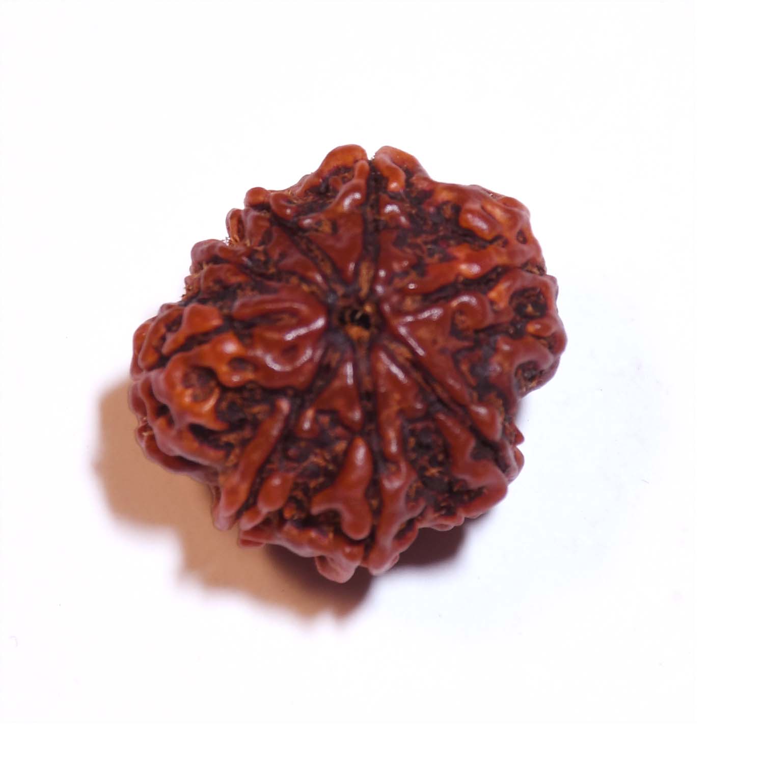 Natural 8 Mukhi/Faced Ganesh Rudraksha