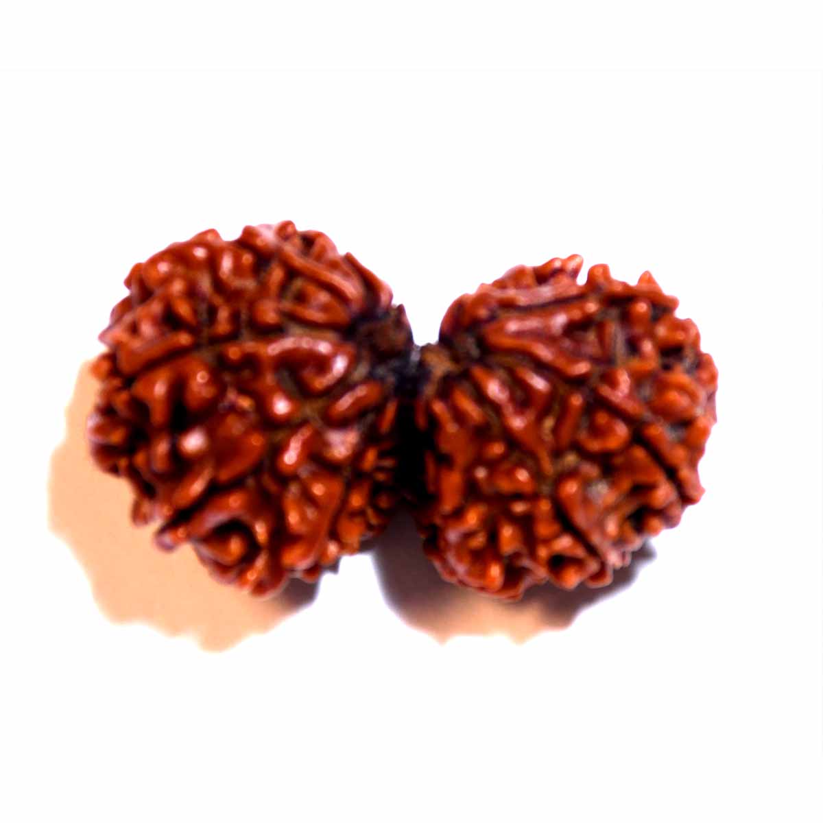 Natural Gauri Shankar Ganesh Rudraksha