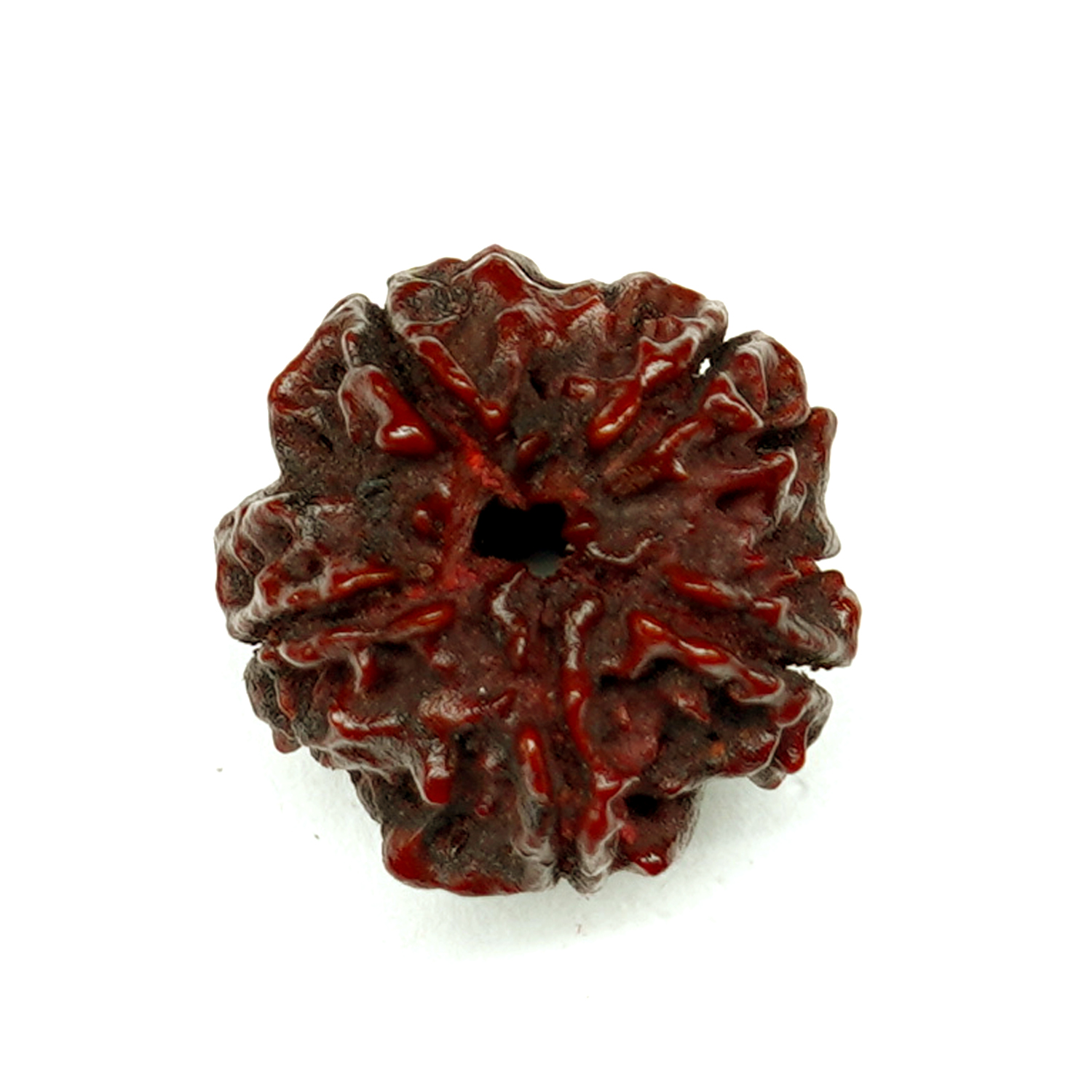 Natural 5 Mukhi/Faced Rudraksha