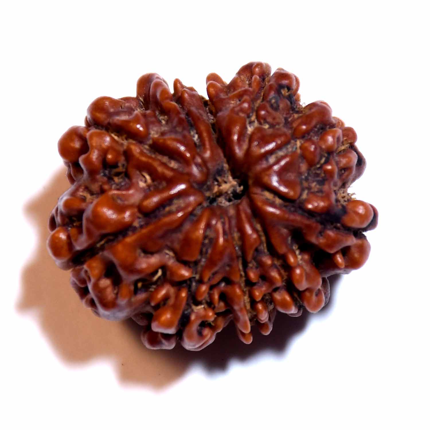 Natural 10 Mukhi/Faced Rudraksha
