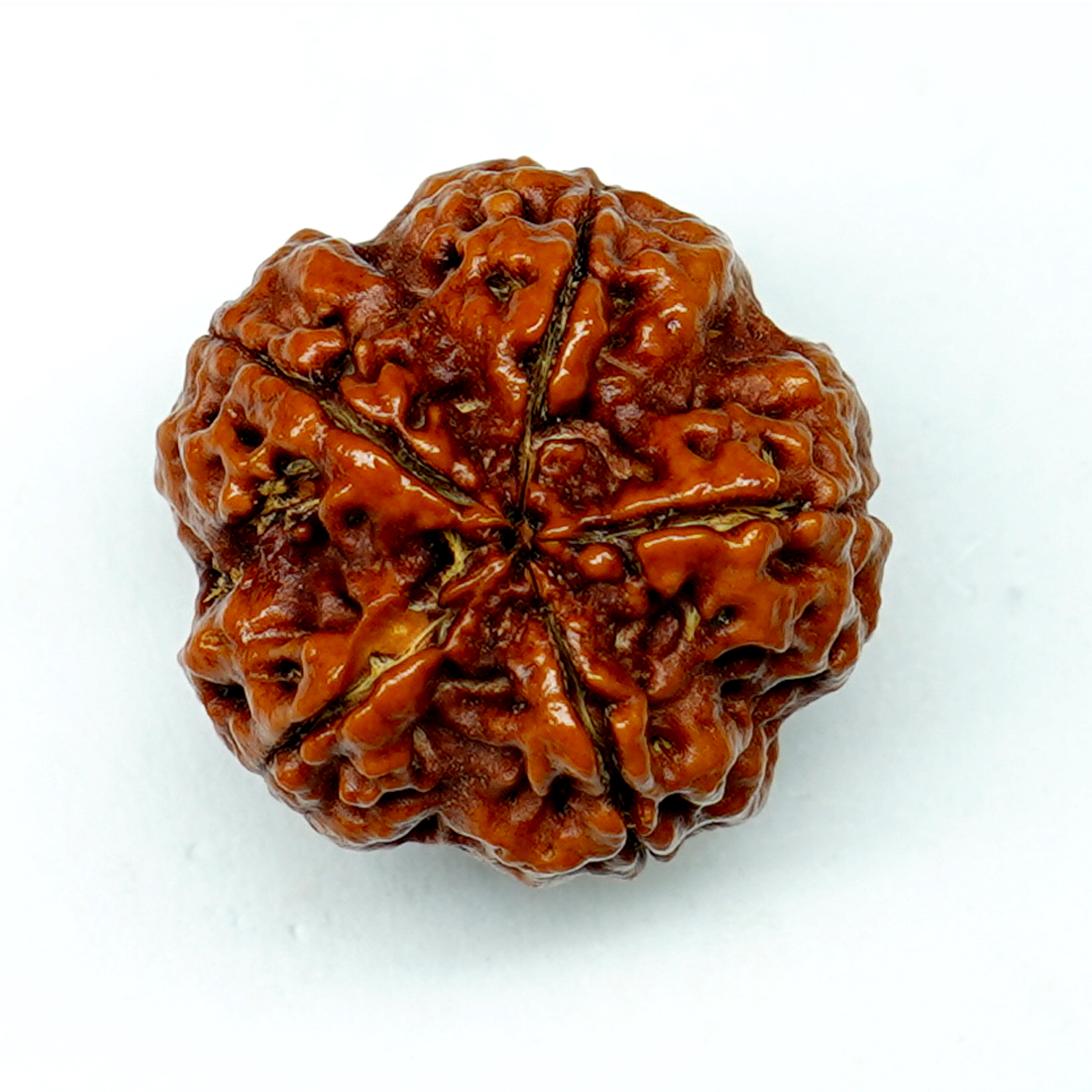 Natural 5 Mukhi/Faced Rudraksha