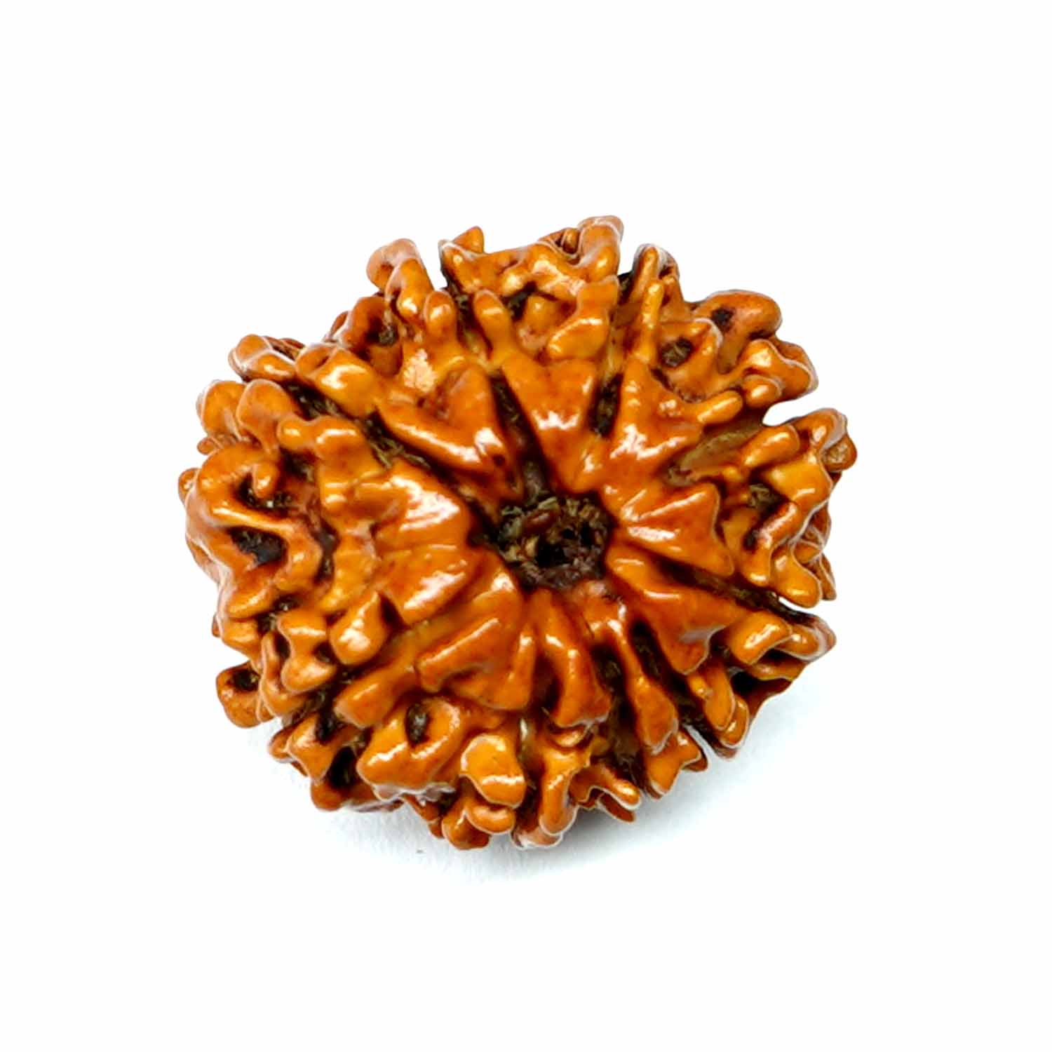 Natural 9 Mukhi/Faced Rudraksha