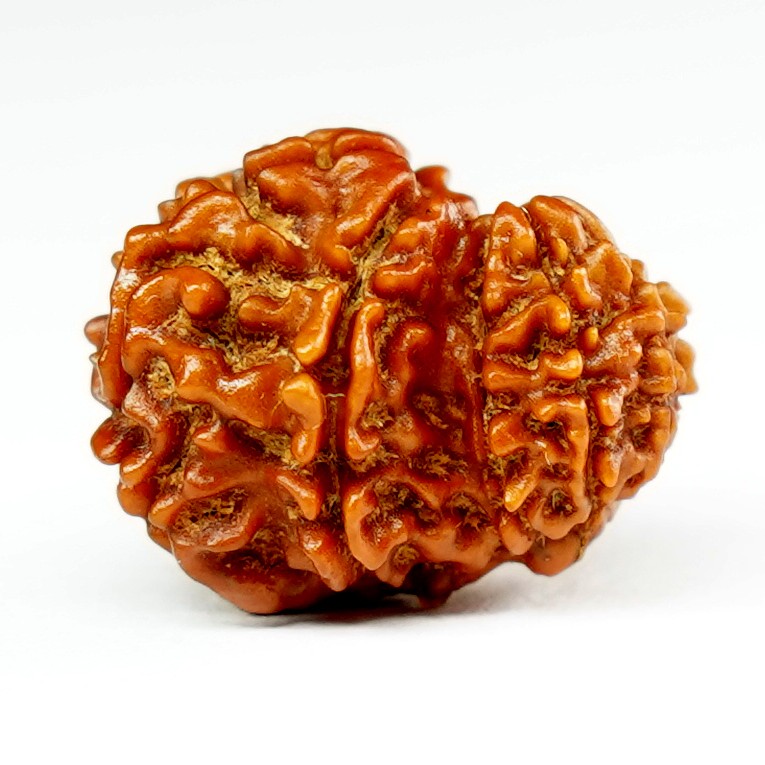 Natural Garbh Gauri Ganesh Rudraksha