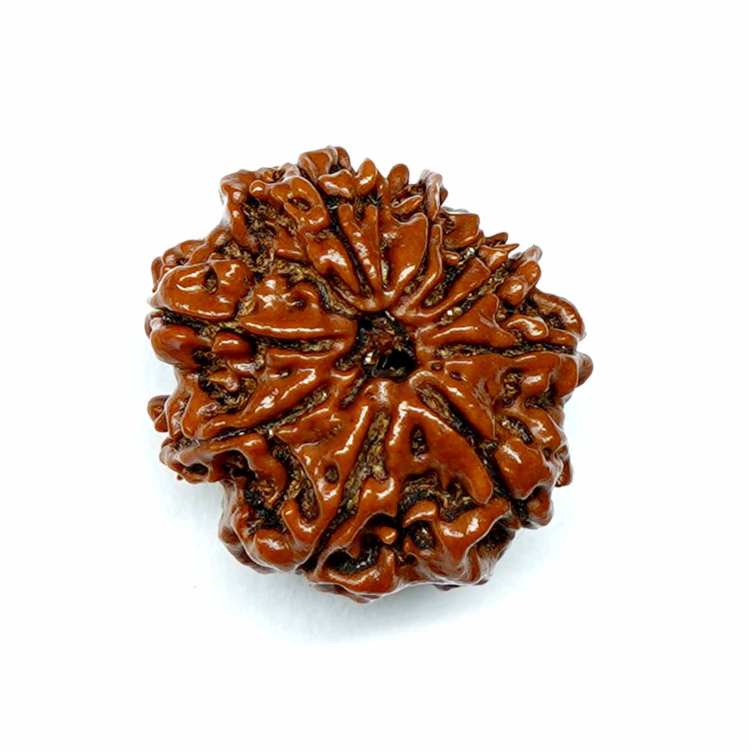 Natural 9 Mukhi/Faced Rudraksha