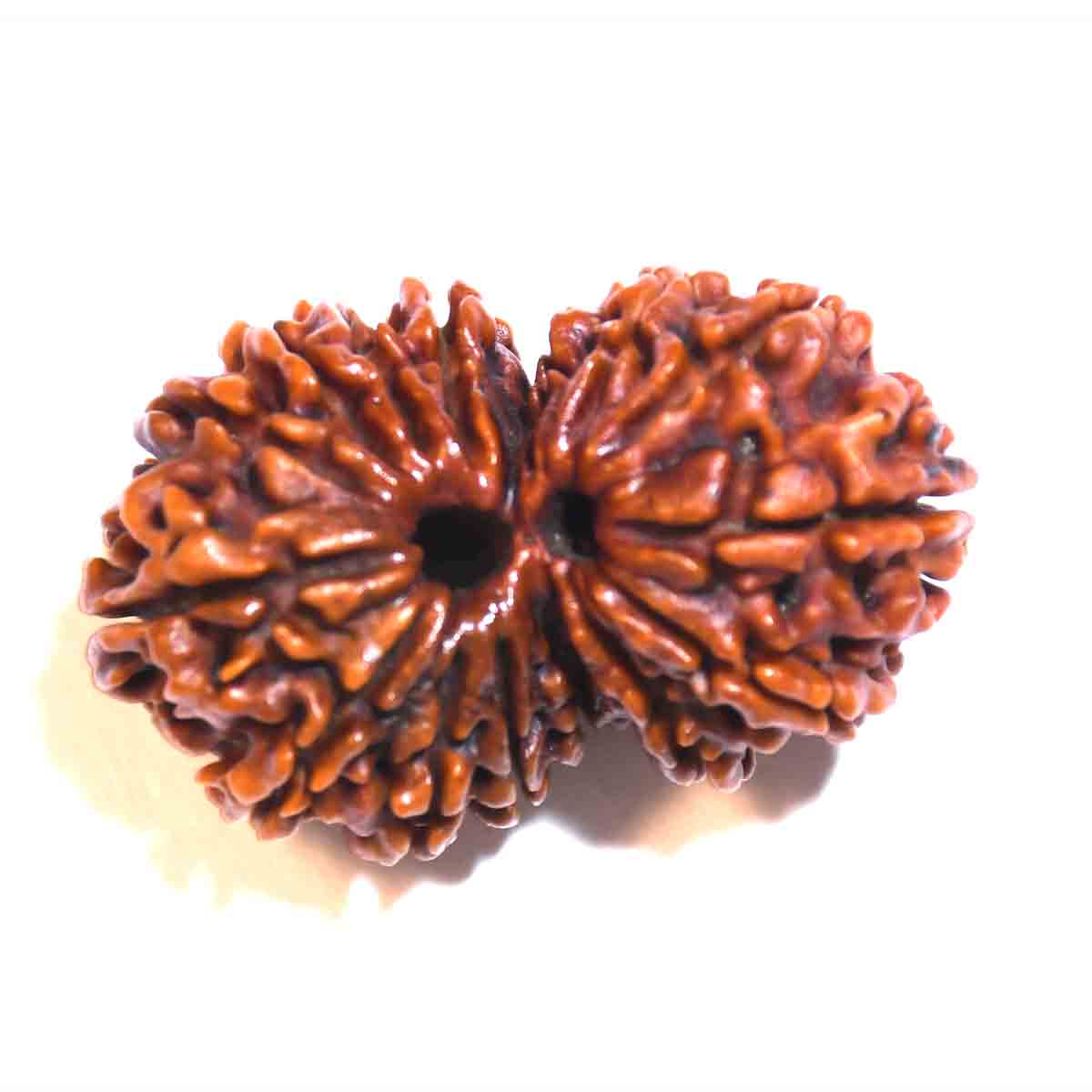 Natural Gauri Shankar Rudraksha