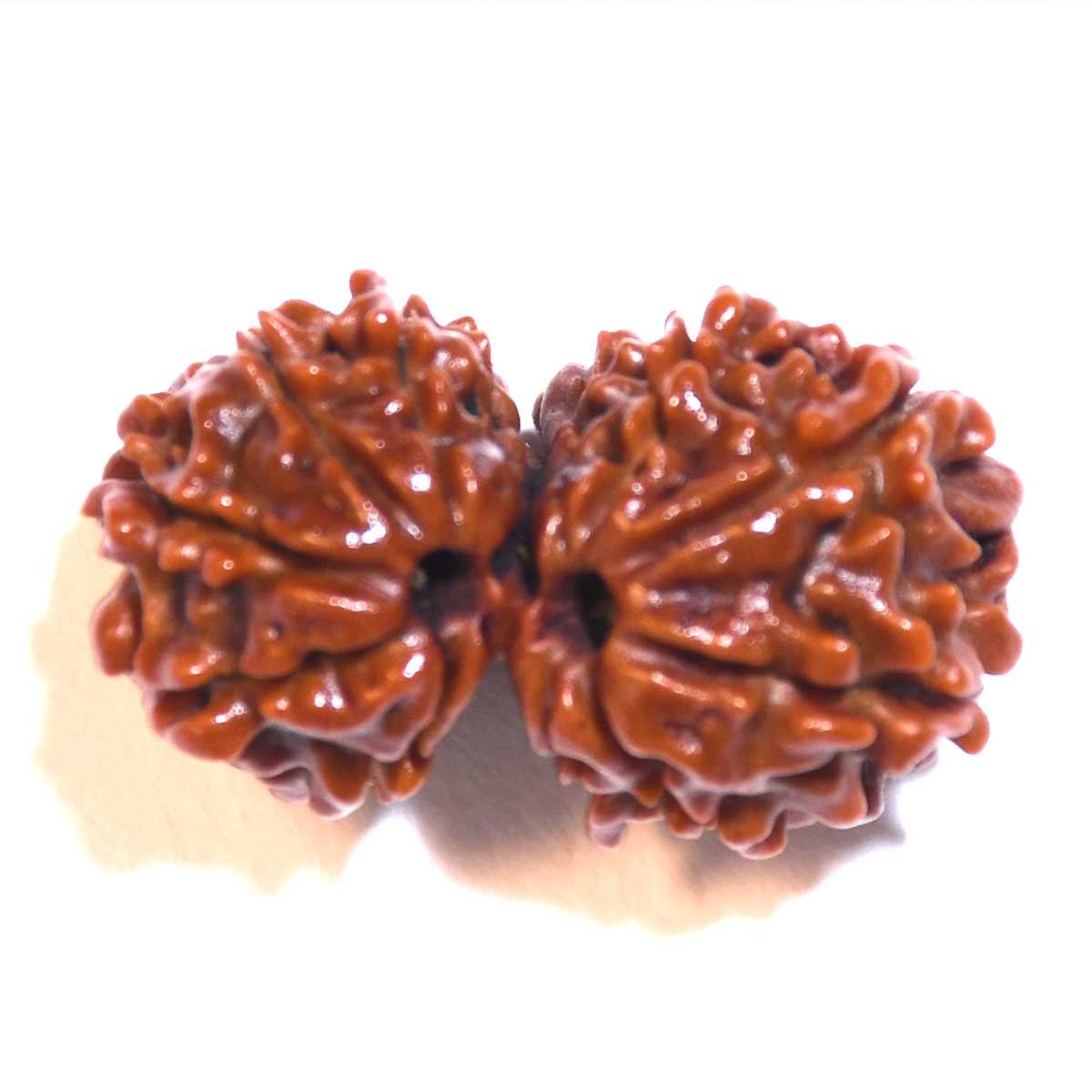 Natural Gauri Shankar Rudraksha