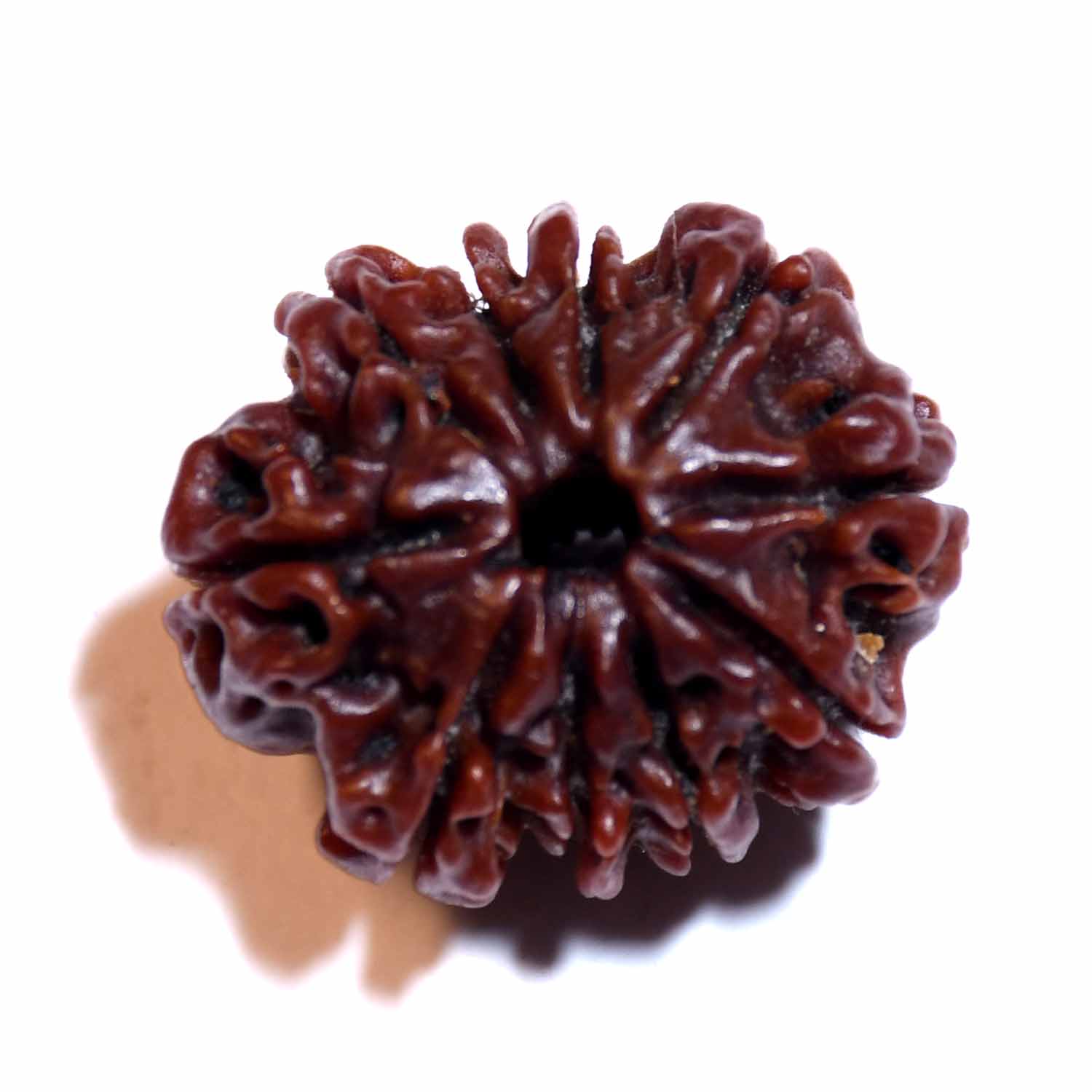Natural 10 Mukhi/Faced Rudraksha