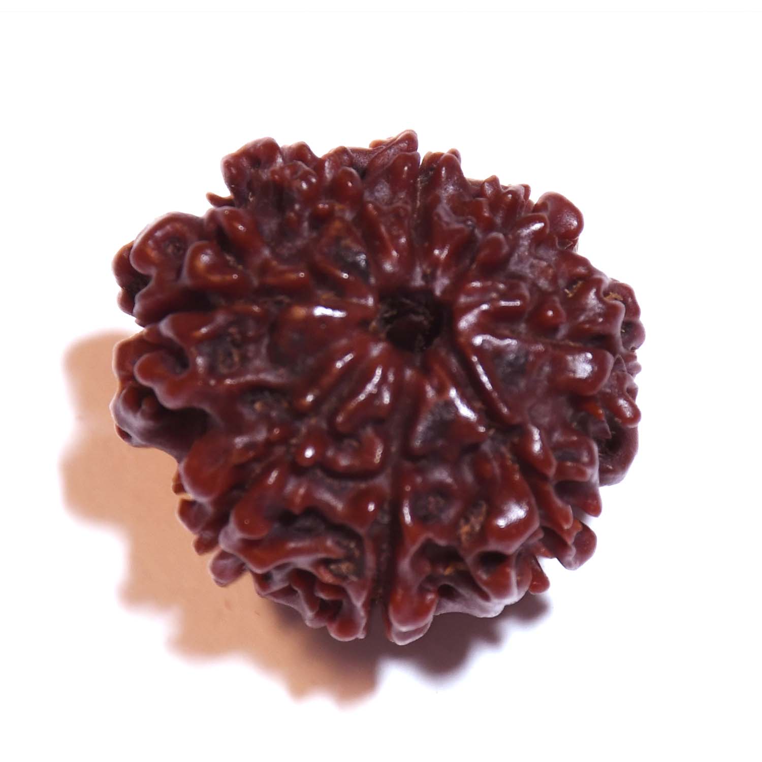 Natural 8 Mukhi/Faced Rudraksha