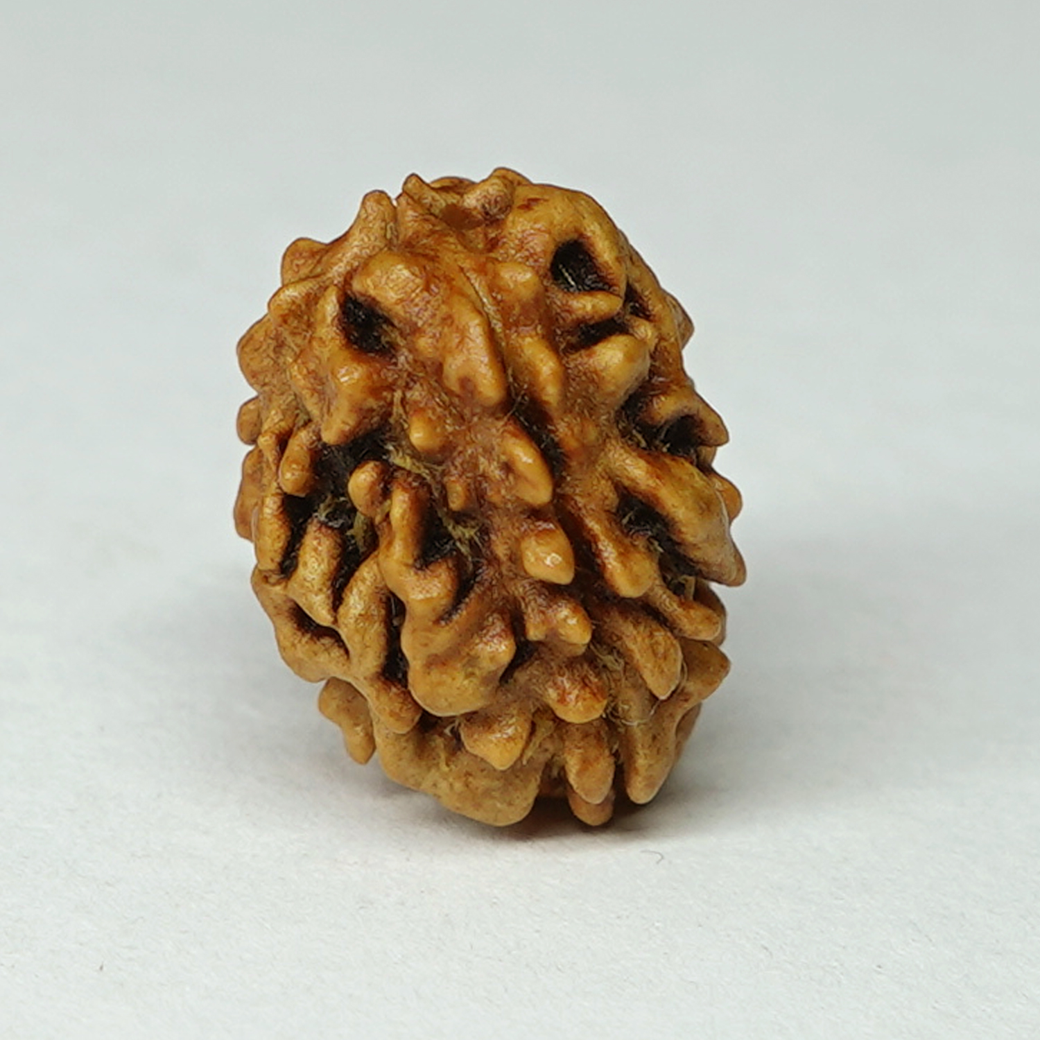 Natural 3 Mukhi/Faced Rudraksha