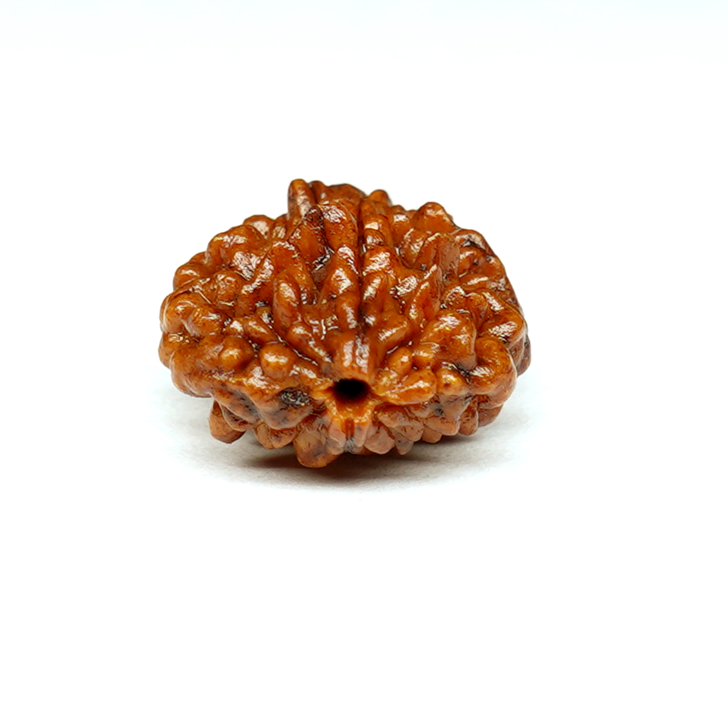 Natural 2 Mukhi/Faced Rudraksha (South Indian)