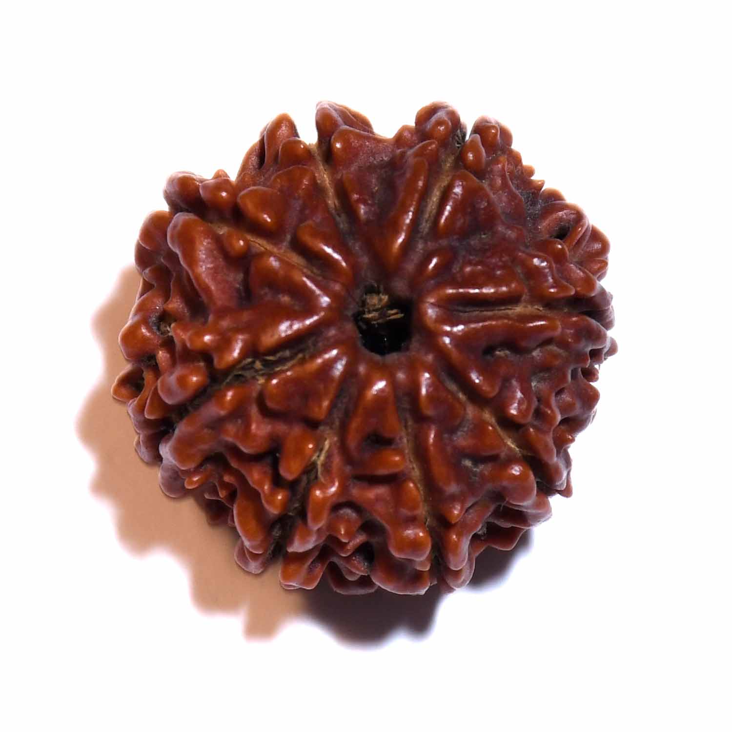 Natural 8 Mukhi/Faced Rudraksha