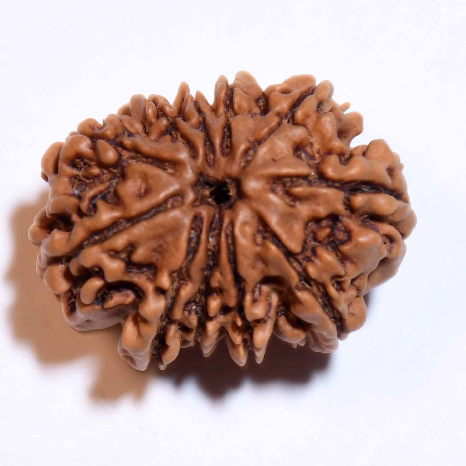 Natural 11 Mukhi/Faced Rudraksha